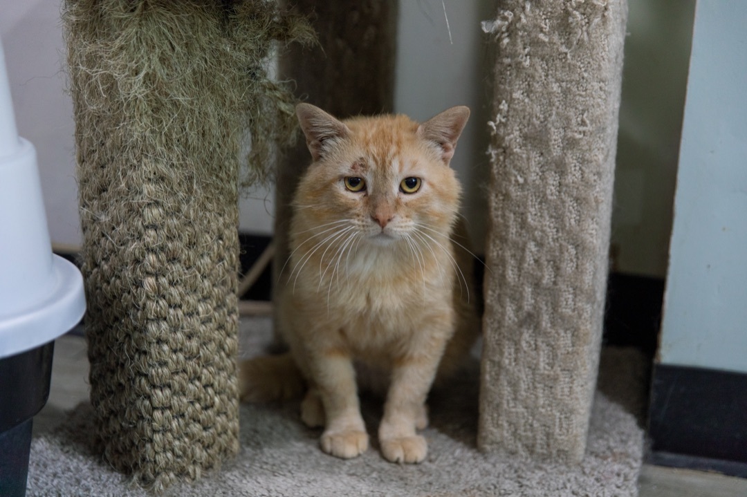 Enlarge Tarzan, a Adoptable Tabby in Chicago, IL image 2/4