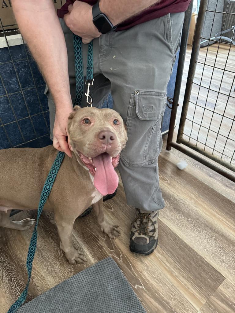 Nala, Adoptable, Adult Female Pit Bull Terrier & Shar-Pei.