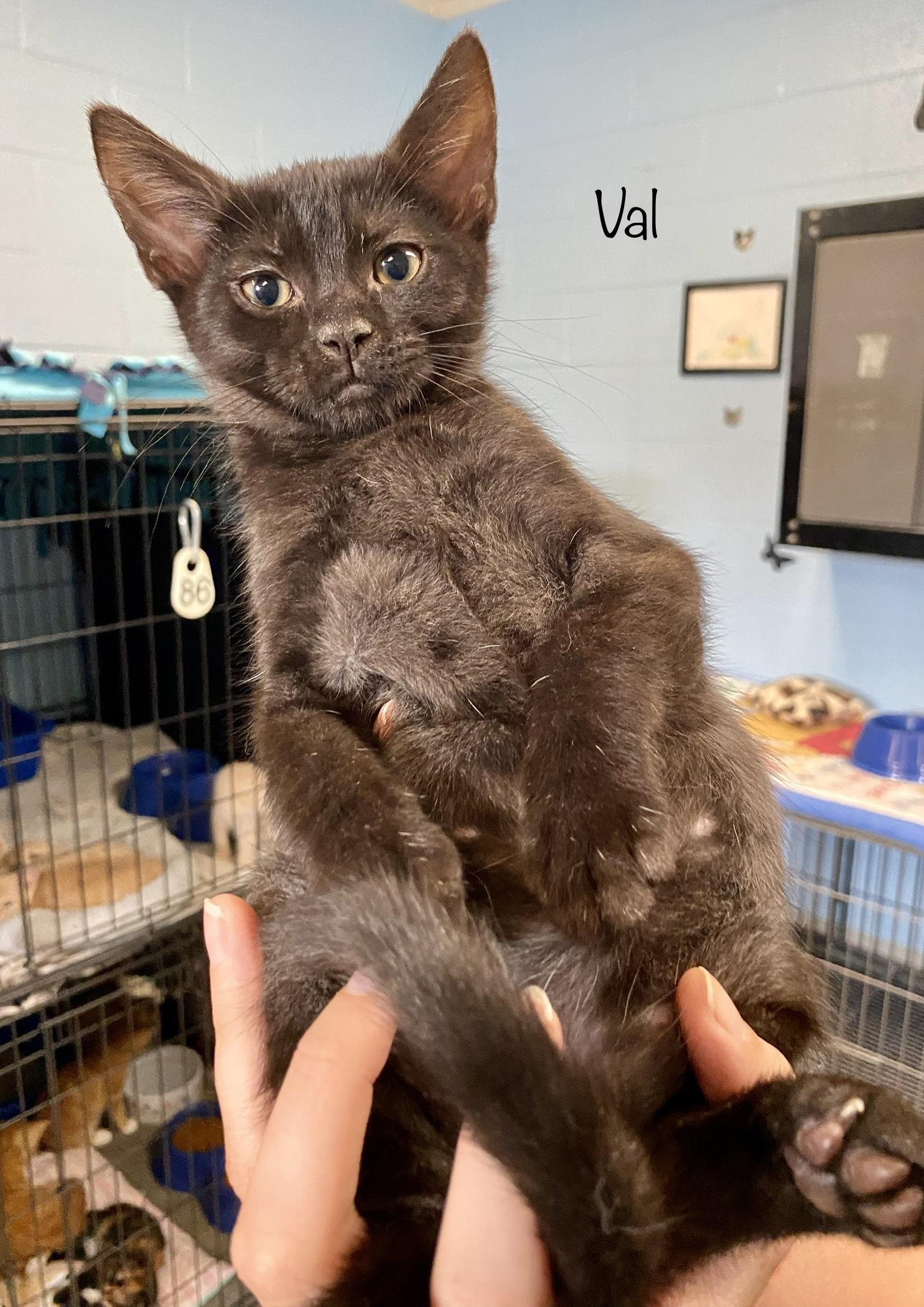 Val, an adoptable Domestic Short Hair Mix in Bedford, VA_image-1