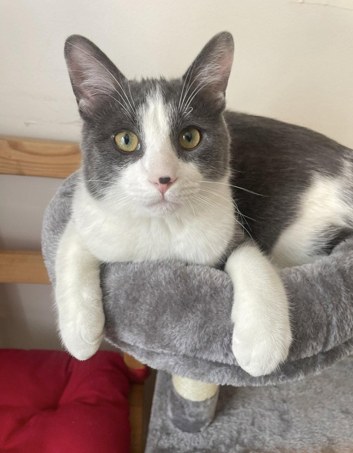 Enlarge Verou, a Adoptable Domestic Short Hair in Montreal, QC image 1/1