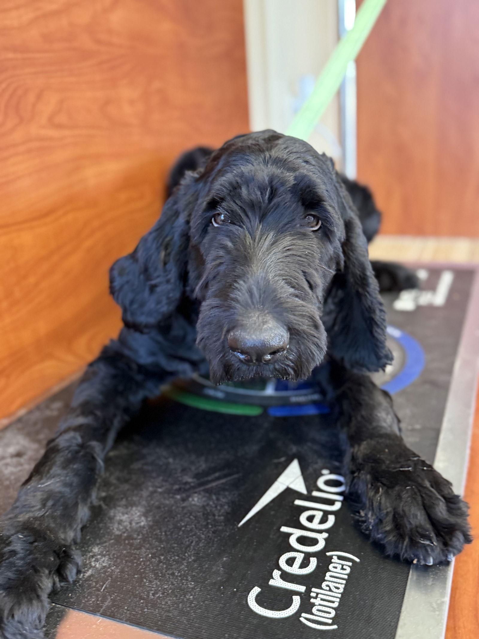 Enlarge Gatorade LabD, a Adoptable mixed breed in Valrico, FL image 2/3