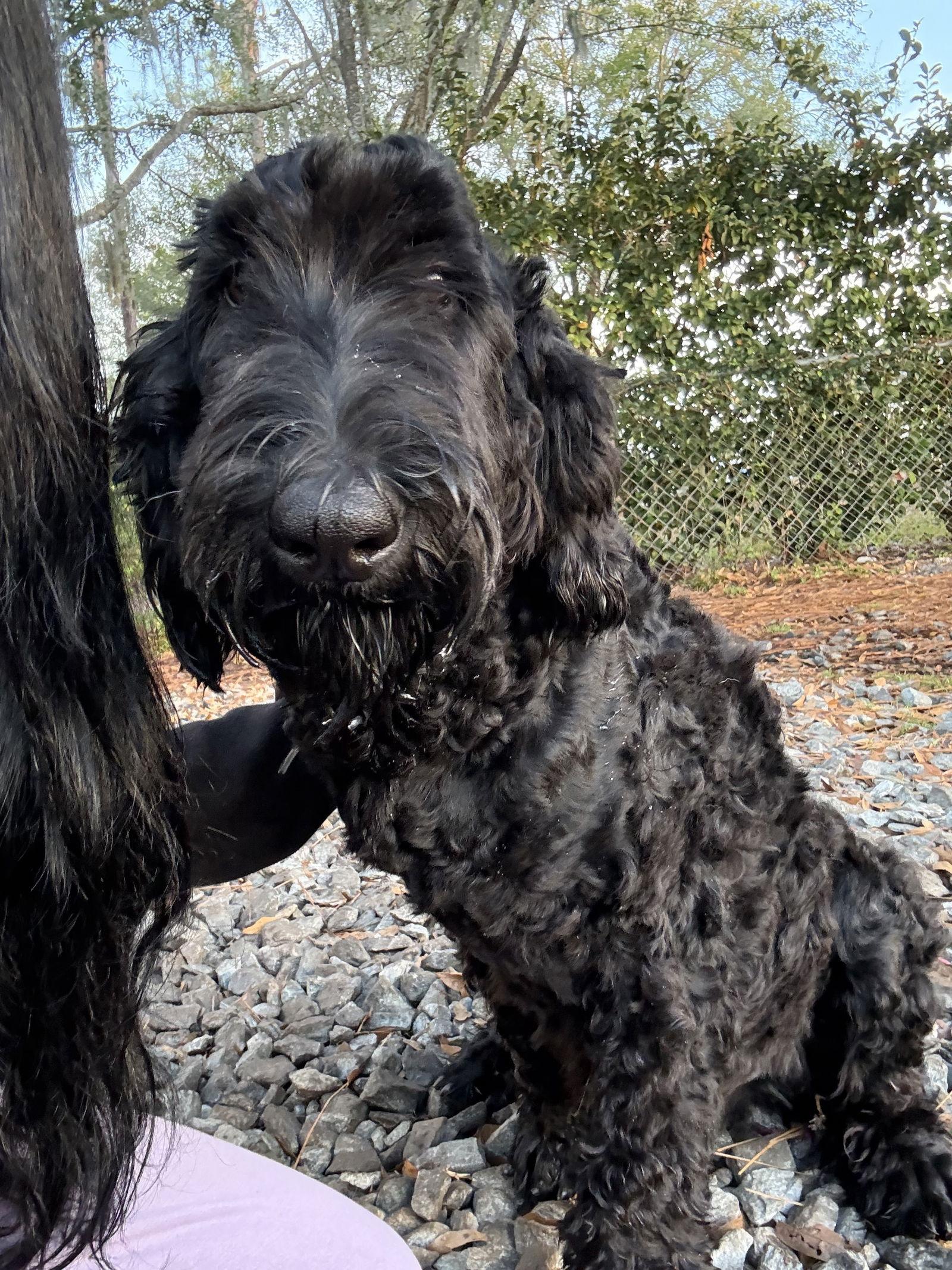 Enlarge Gatorade LabD, a Adoptable mixed breed in Valrico, FL image 3/3