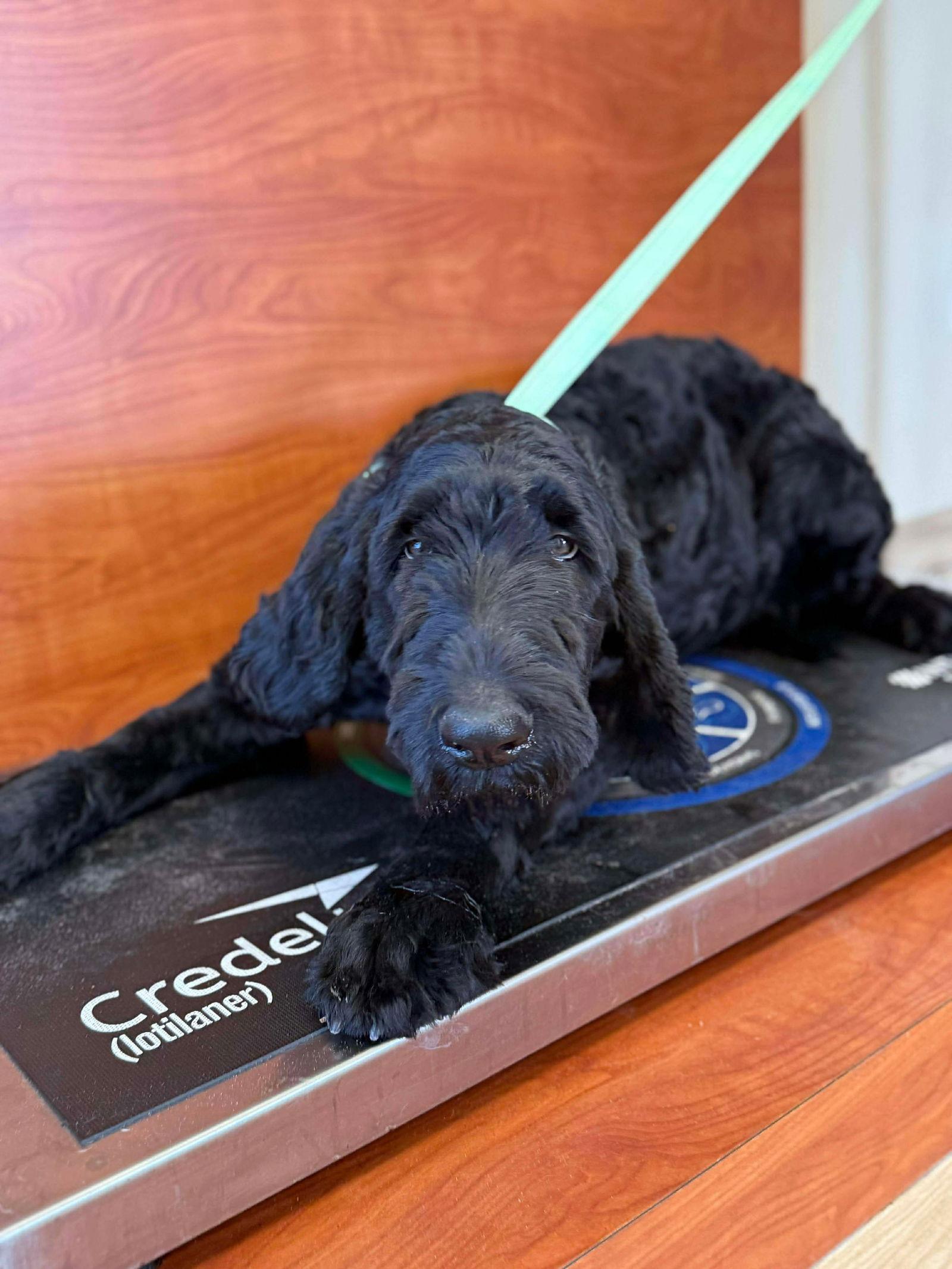 Gatorade, Adoptable, Young Male Poodle & Labrador Retriever.