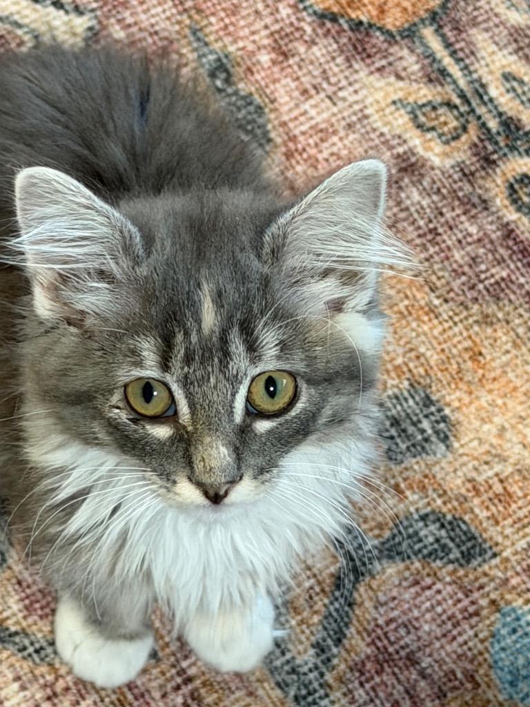 Jazzy, Adopted, Kitten Female Domestic Short Hair.