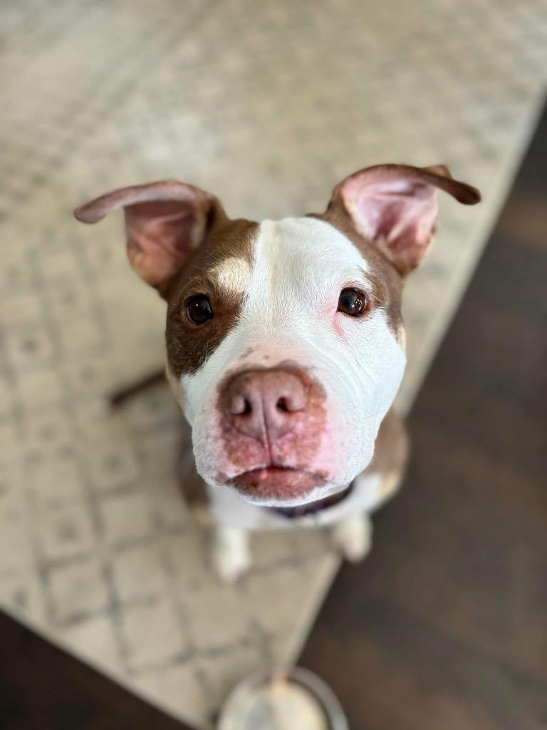 Ada, a Adoptable mixed breed in Janesville, WI image 2/5