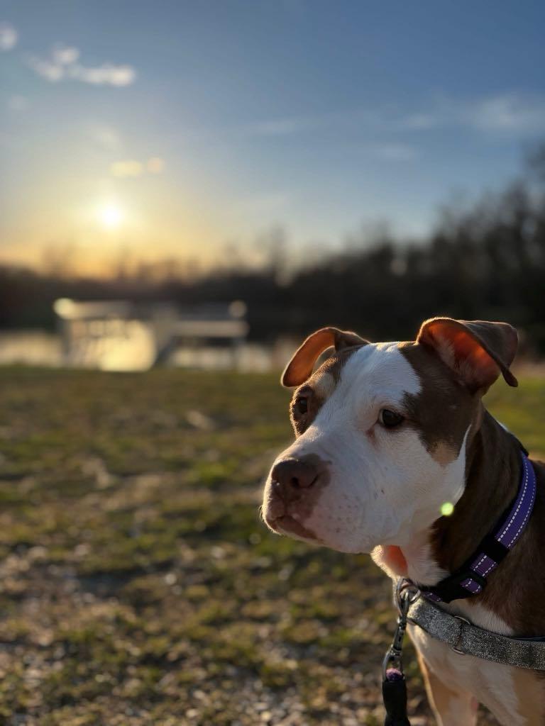 Ada, a Adoptable mixed breed in Janesville, WI image 3/5