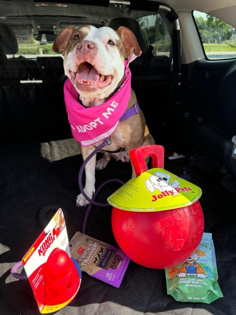 Ada, a Adoptable mixed breed in Janesville, WI image 5/5