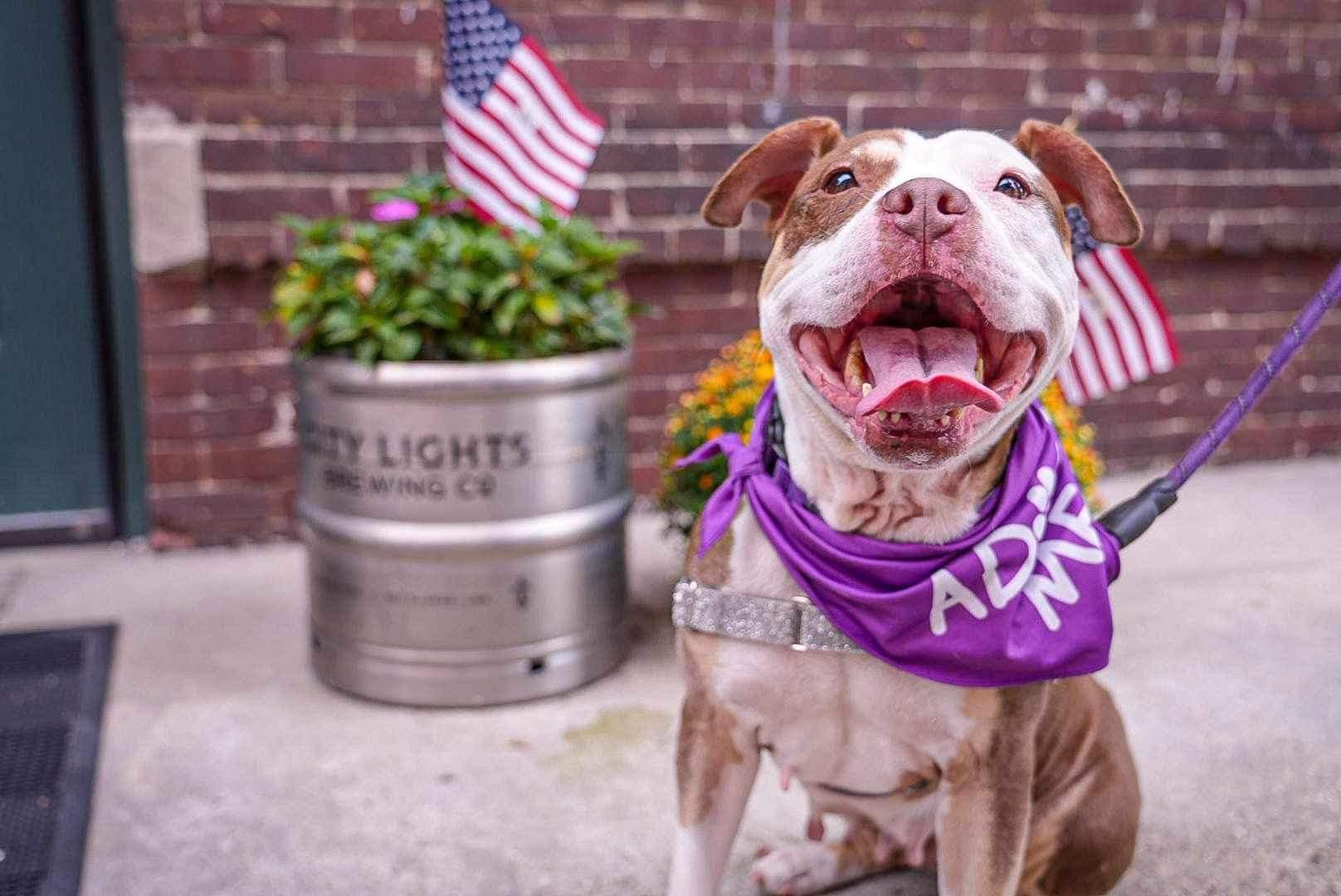 Ada, a Adoptable mixed breed in Janesville, WI image 6/6