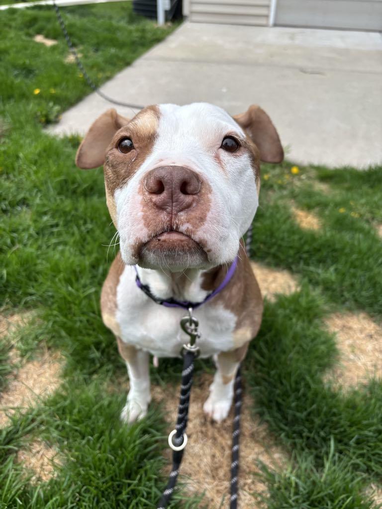 Ada, a Adoptable mixed breed in Janesville, WI image 4/6
