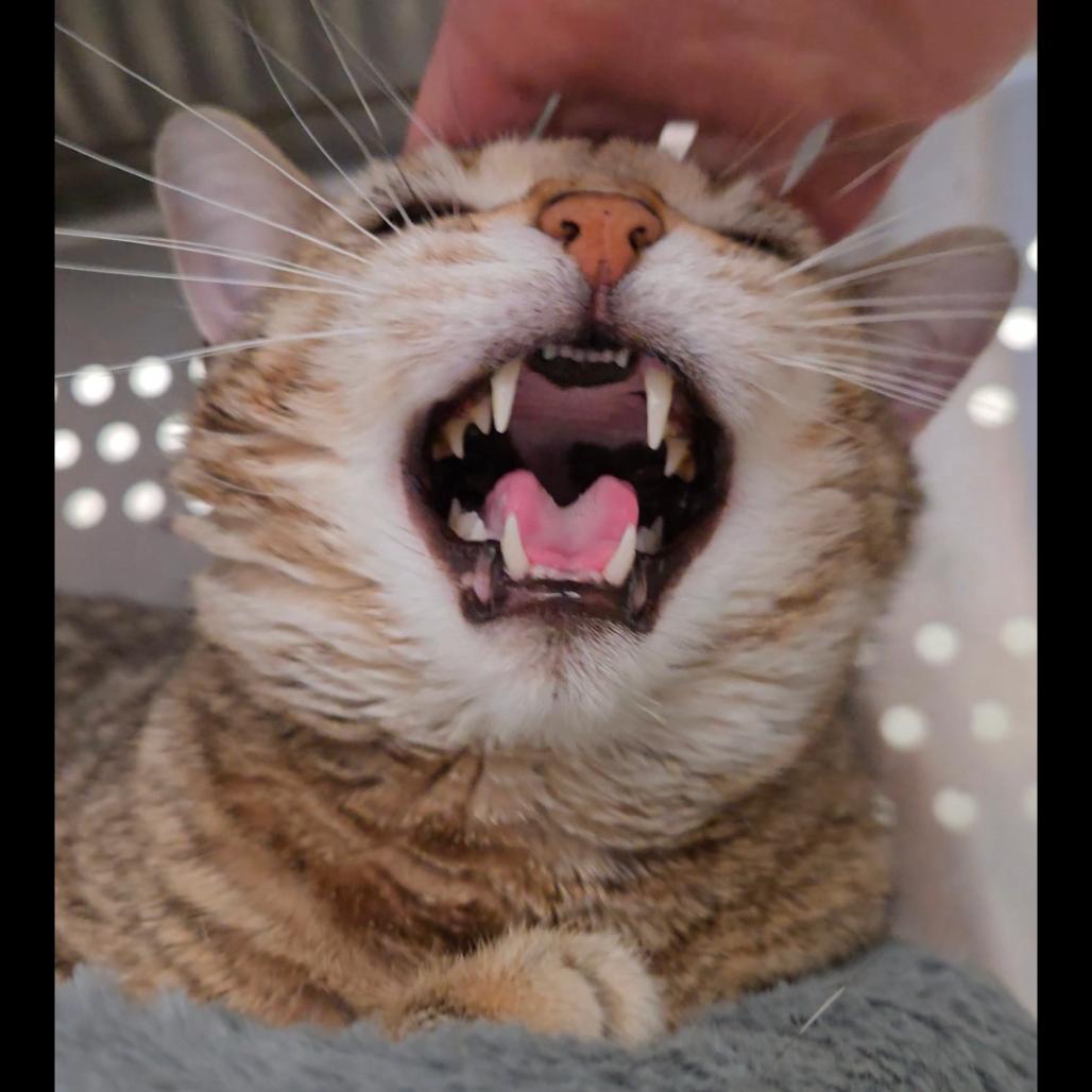 Reesey, Adoptable, Adult Female Domestic Short Hair.