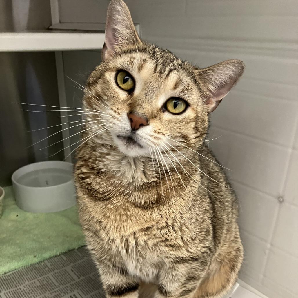 Enlarge Reesey, a Adoptable Domestic Short Hair in Pittsburgh, PA image 2/5