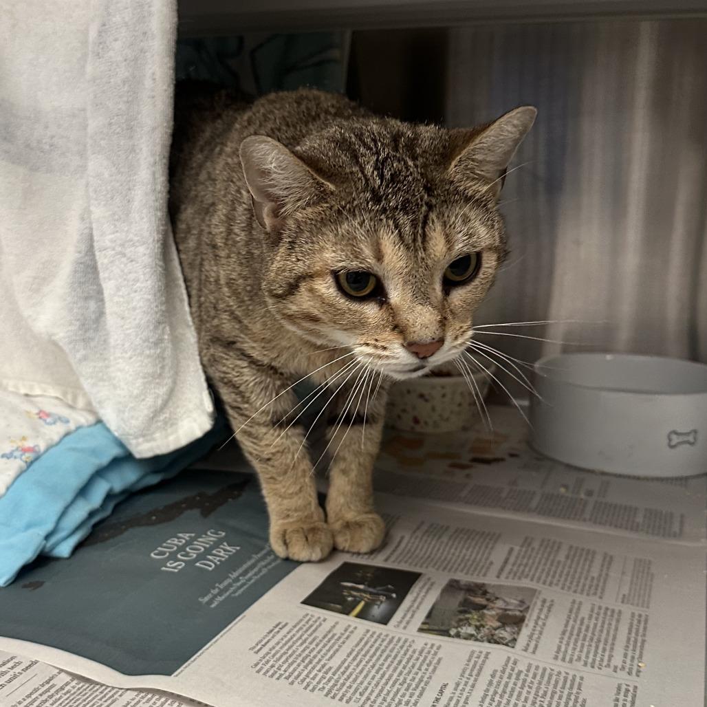 Enlarge Reesey, a Adoptable Domestic Short Hair in Pittsburgh, PA image 3/5