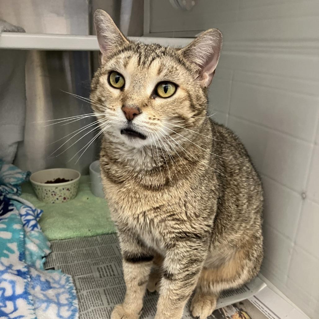 Enlarge Reesey, a Adoptable Domestic Short Hair in Pittsburgh, PA image 5/5