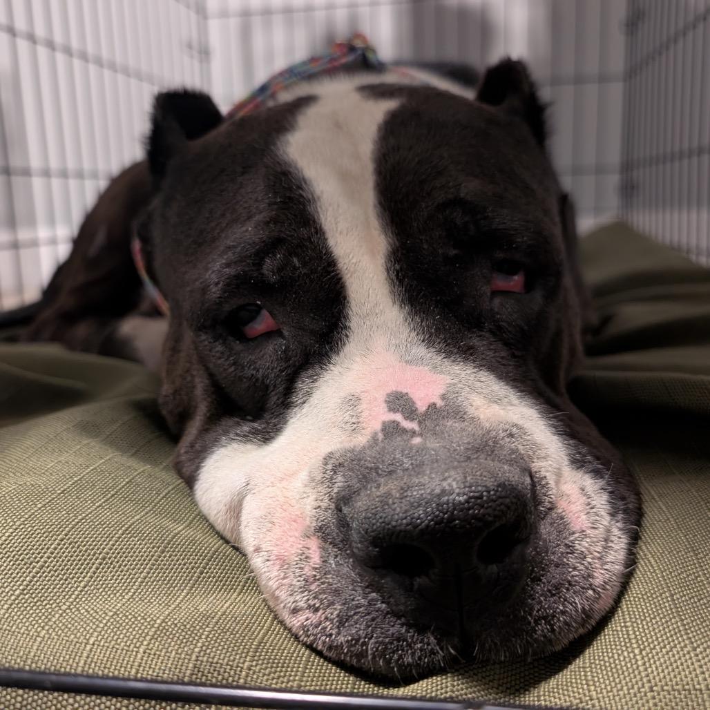 Lucy ~ Coming Soon!!!, Adoptable, Adult Female Pit Bull Terrier.