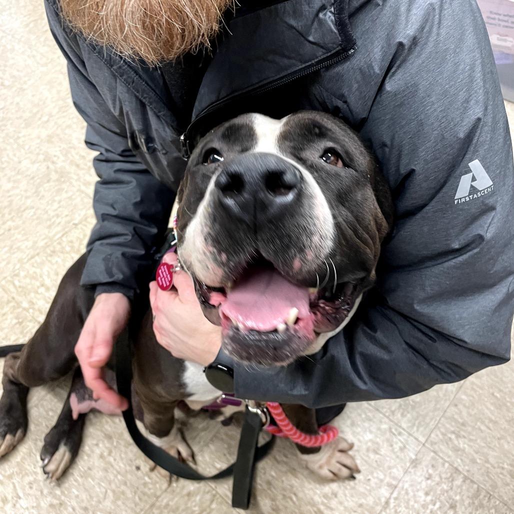 Enlarge Lucy ~ Coming Soon!!!, a Adoptable Pit Bull Terrier in Chicago, IL image 3/4