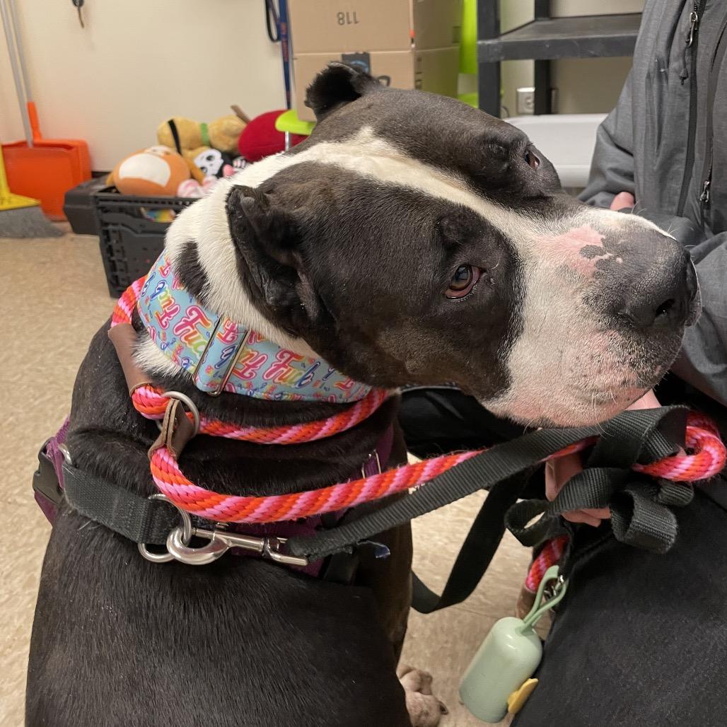 Enlarge Lucy ~ Coming Soon!!!, a Adoptable Pit Bull Terrier in Chicago, IL image 4/4