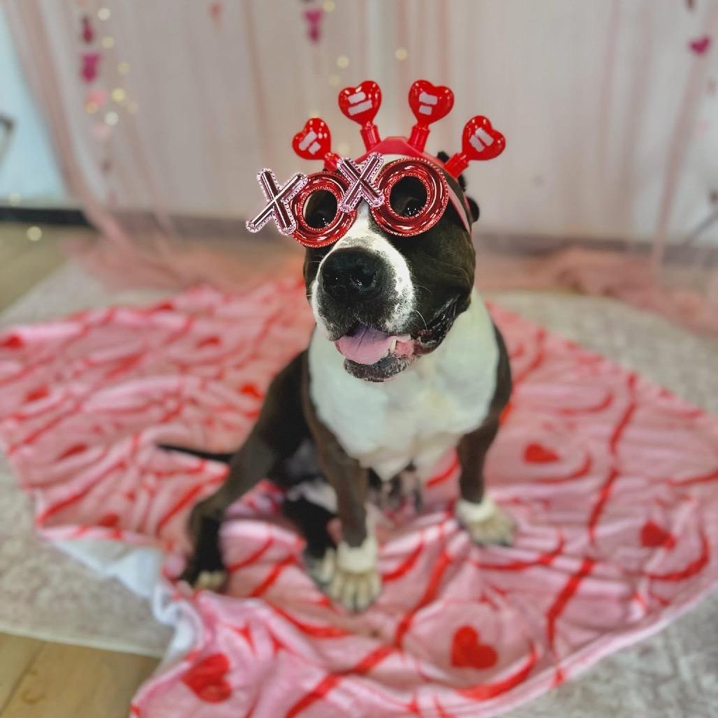 Enlarge Lucy, a Adoptable mixed breed in Chicago, IL image 4/6