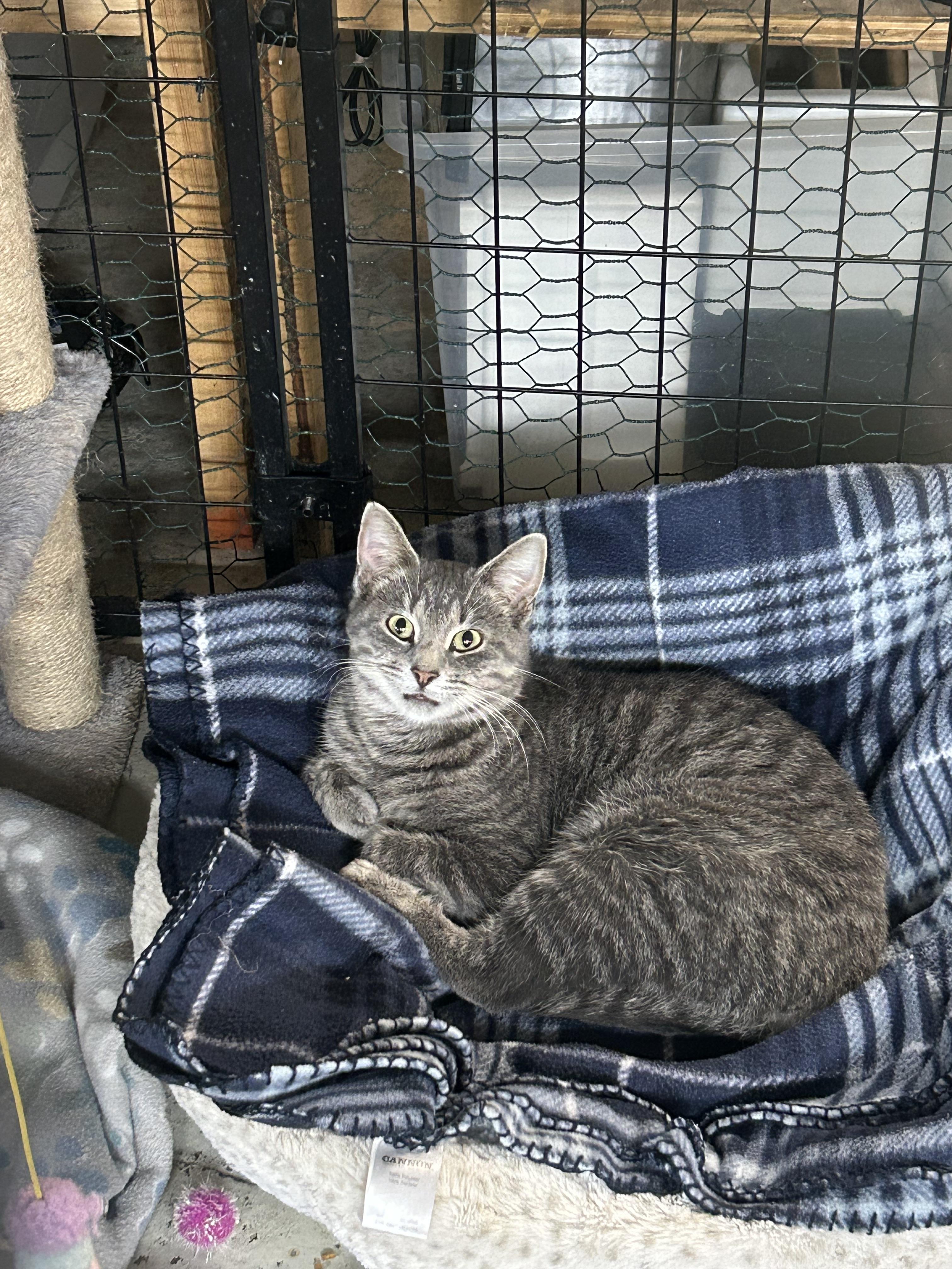 Enlarge Stormy, a Adoptable Domestic Short Hair in Mauston, WI image 1/1