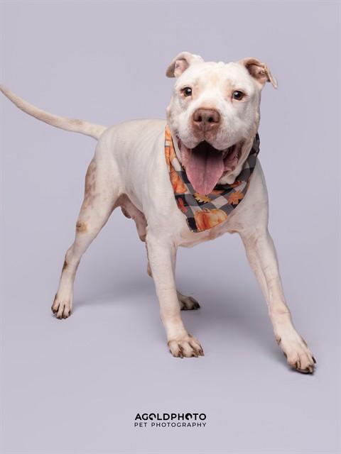 TAIRN, Adoptable, Adult Male American Bulldog.