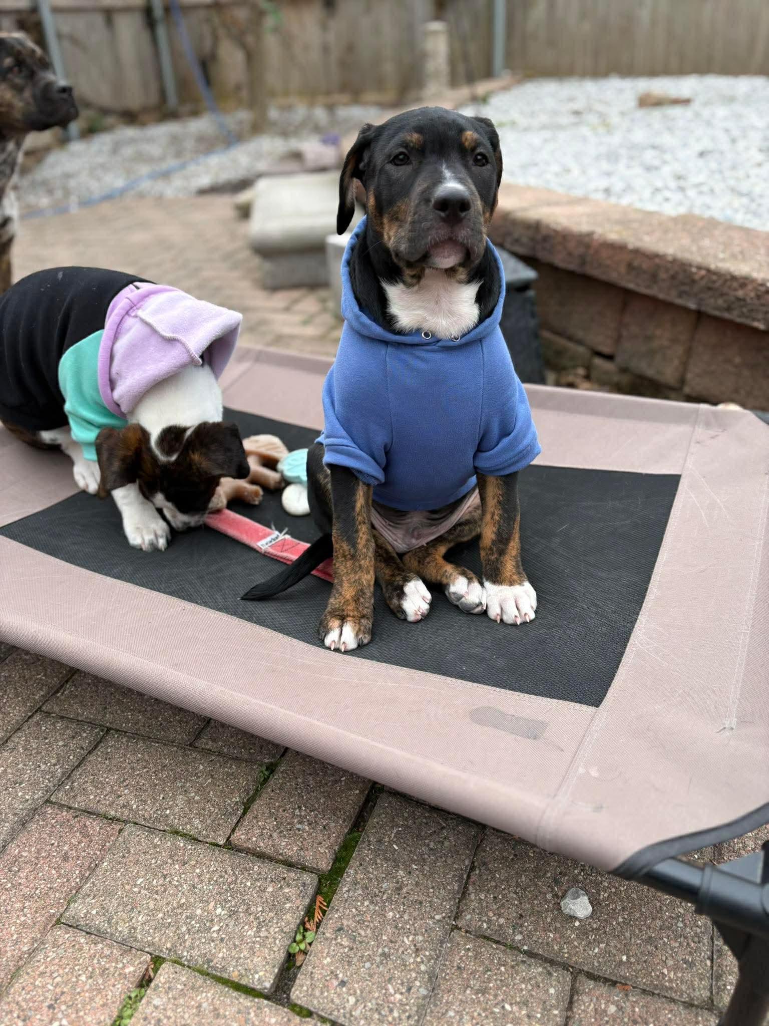 Tundra, Adoptable, Puppy Male Plott Hound & Boxer.