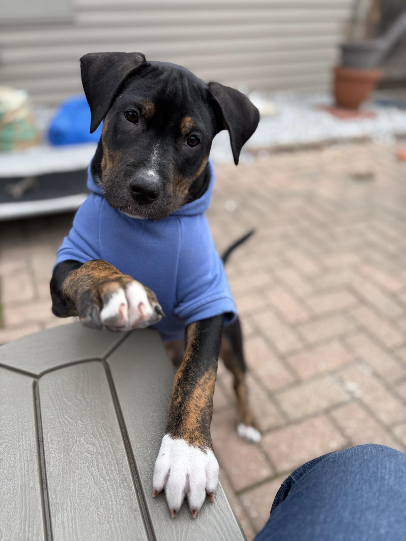 Enlarge Tundra, a Adoptable mixed breed in St. Clair Shores, MI image 2/5