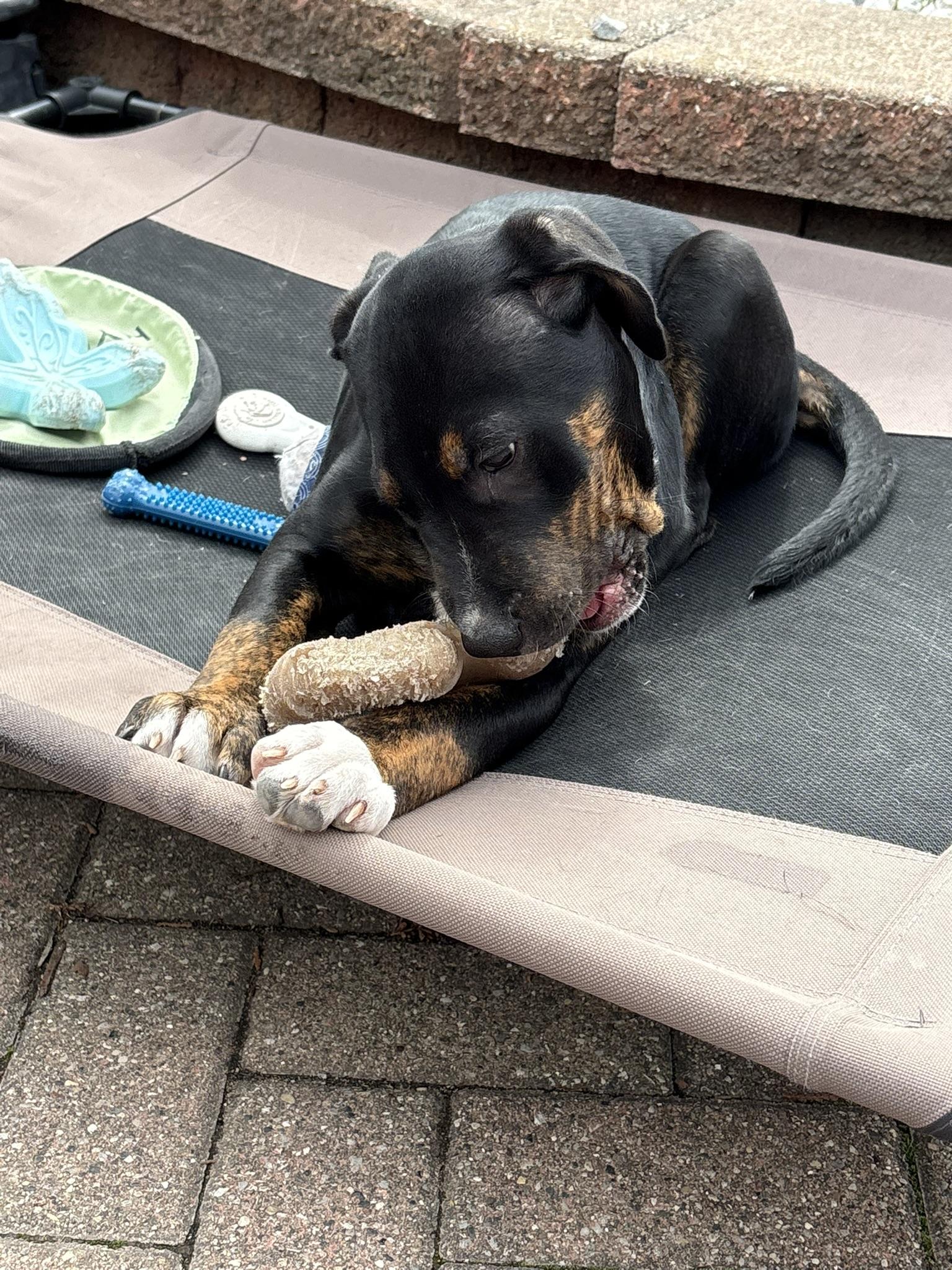 Enlarge Tundra, a Adoptable mixed breed in St. Clair Shores, MI image 3/5