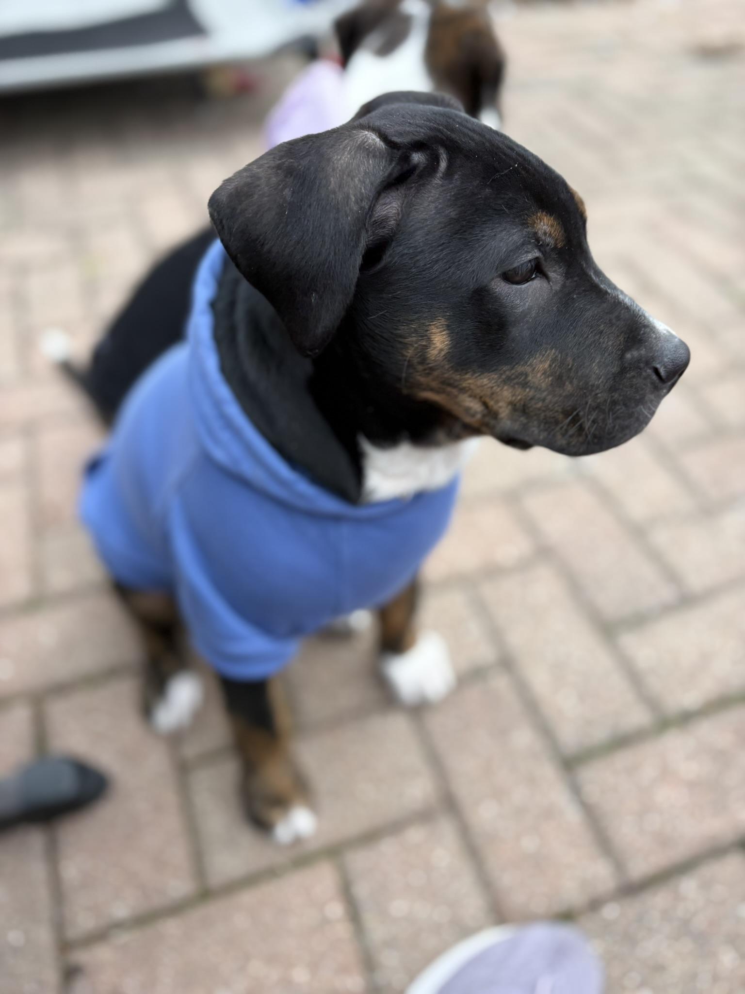 Enlarge Tundra, a Adoptable mixed breed in St. Clair Shores, MI image 4/5