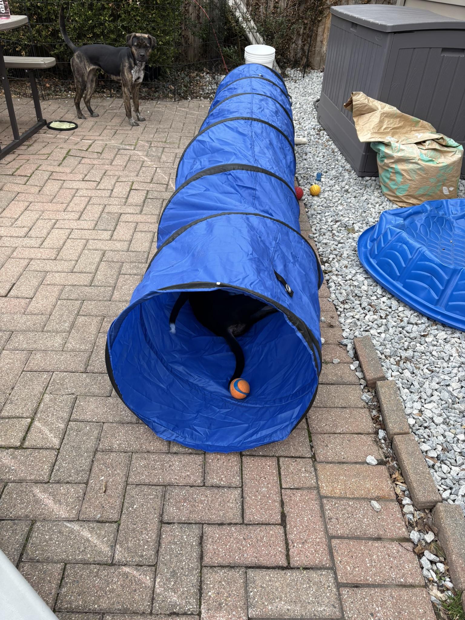 Enlarge Tundra, a Adoptable mixed breed in St. Clair Shores, MI image 5/5