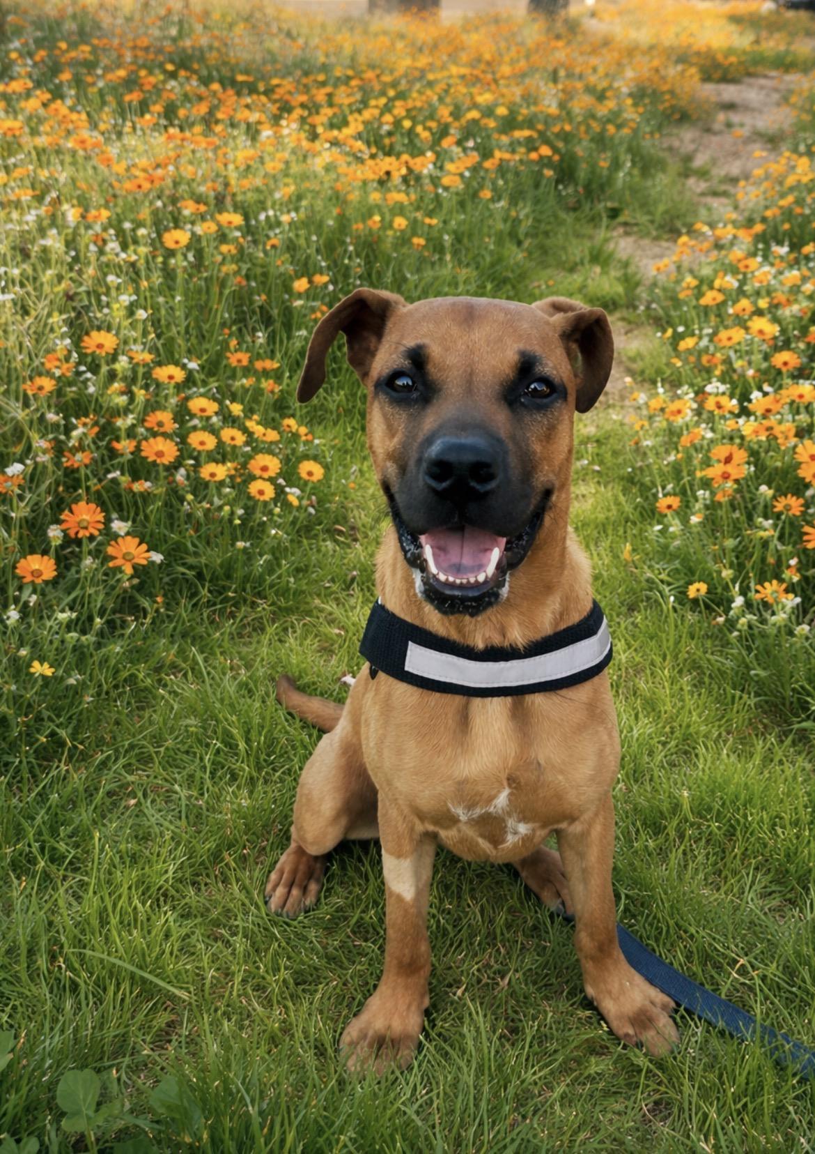 Enlarge Huey, a ADOPTABLE mixed breed in Scottsdale, AZ image 5/5