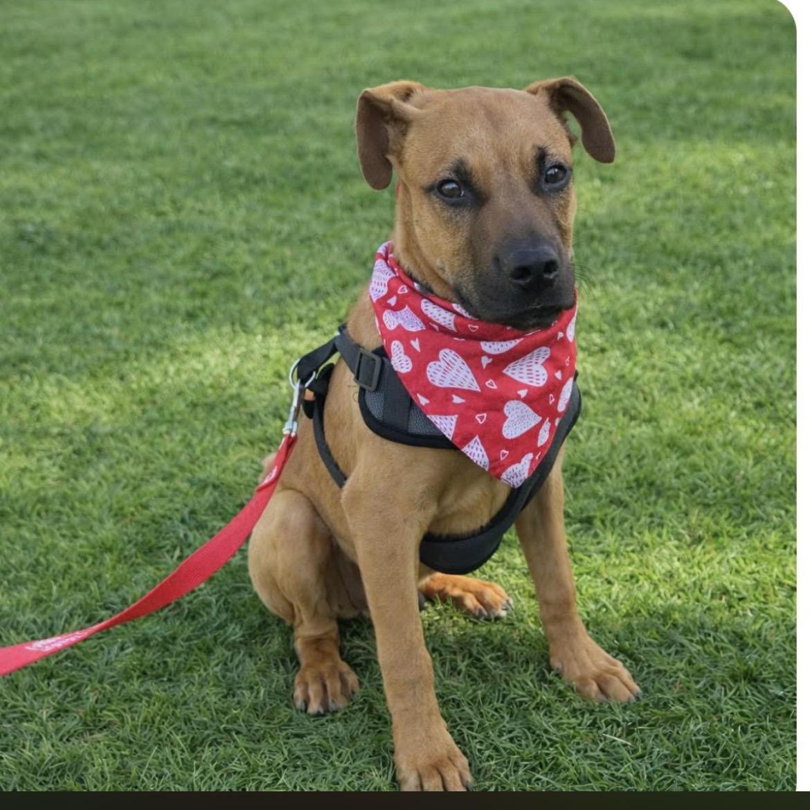 Enlarge Huey, a ADOPTABLE mixed breed in Scottsdale, AZ image 2/5