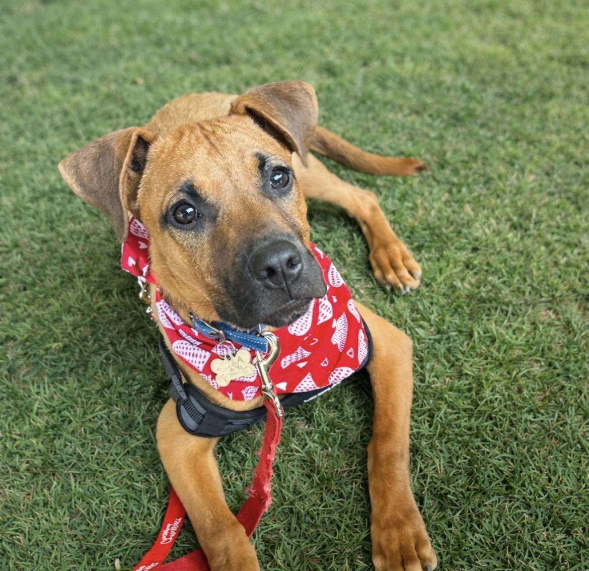 Enlarge Huey, a ADOPTABLE mixed breed in Scottsdale, AZ image 1/5