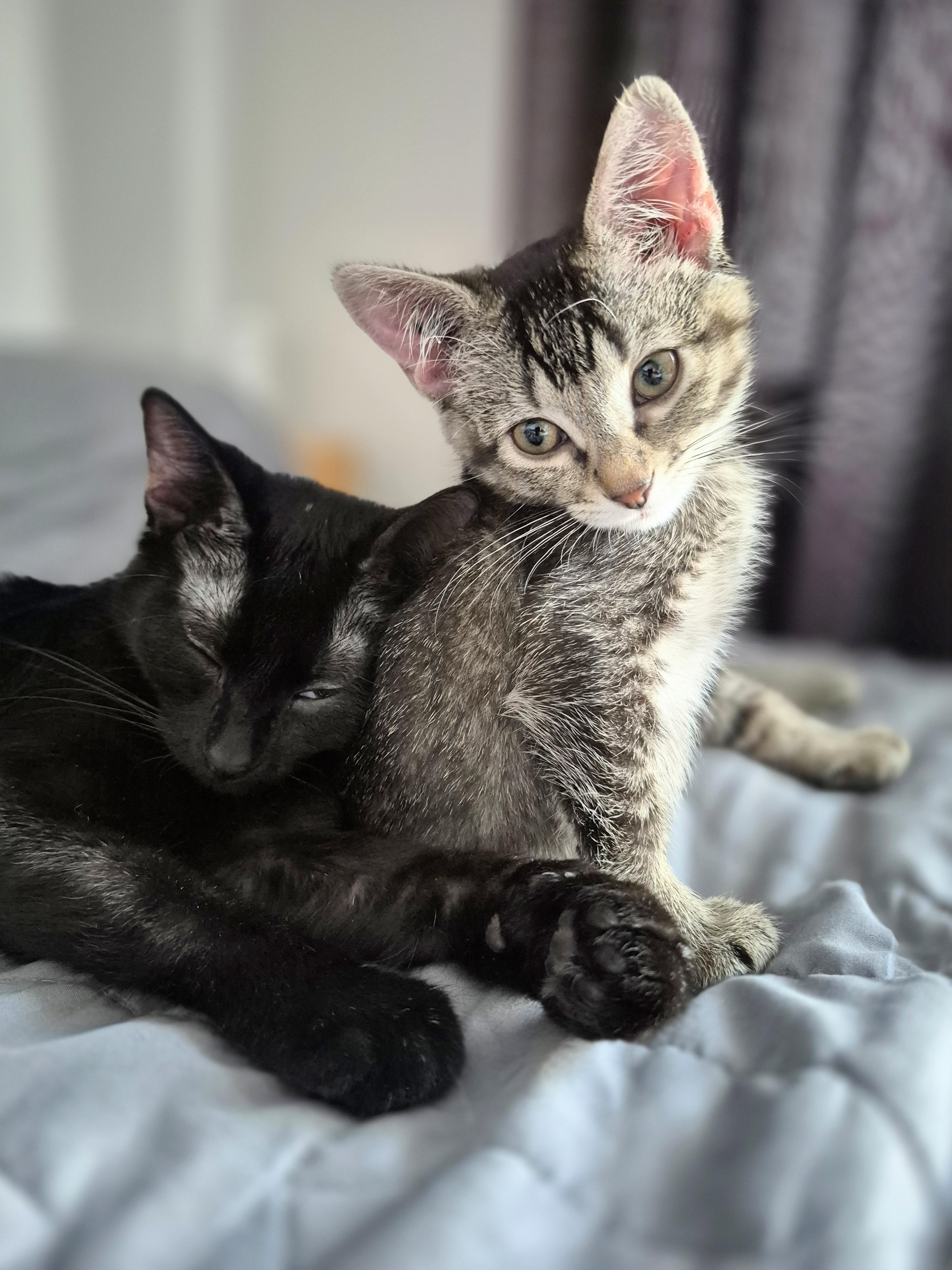 Enlarge Poppy, a ADOPTABLE Domestic Short Hair in Winnipeg, MB image 3/6