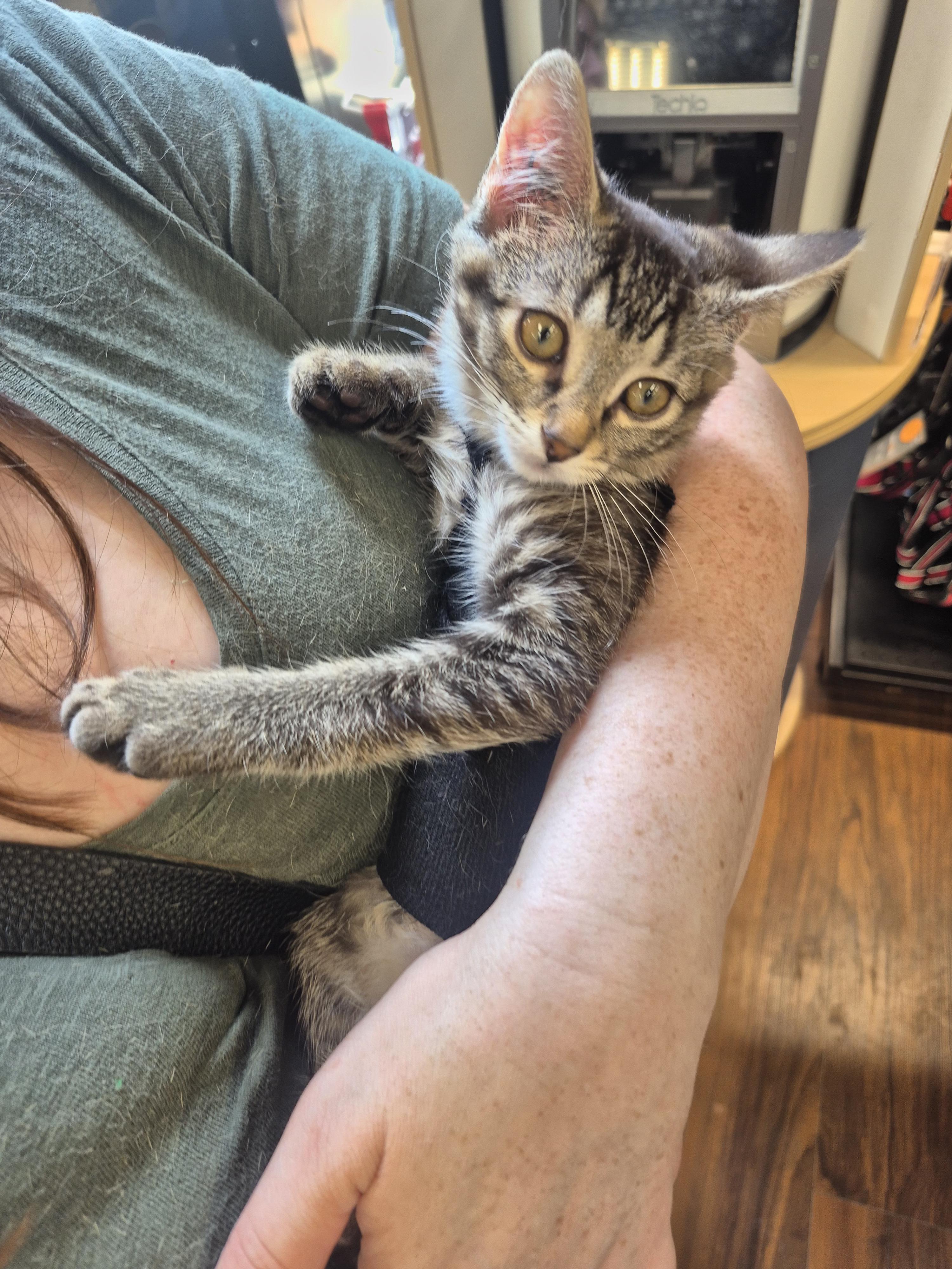 Enlarge Poppy, a ADOPTABLE Domestic Short Hair in Winnipeg, MB image 5/6