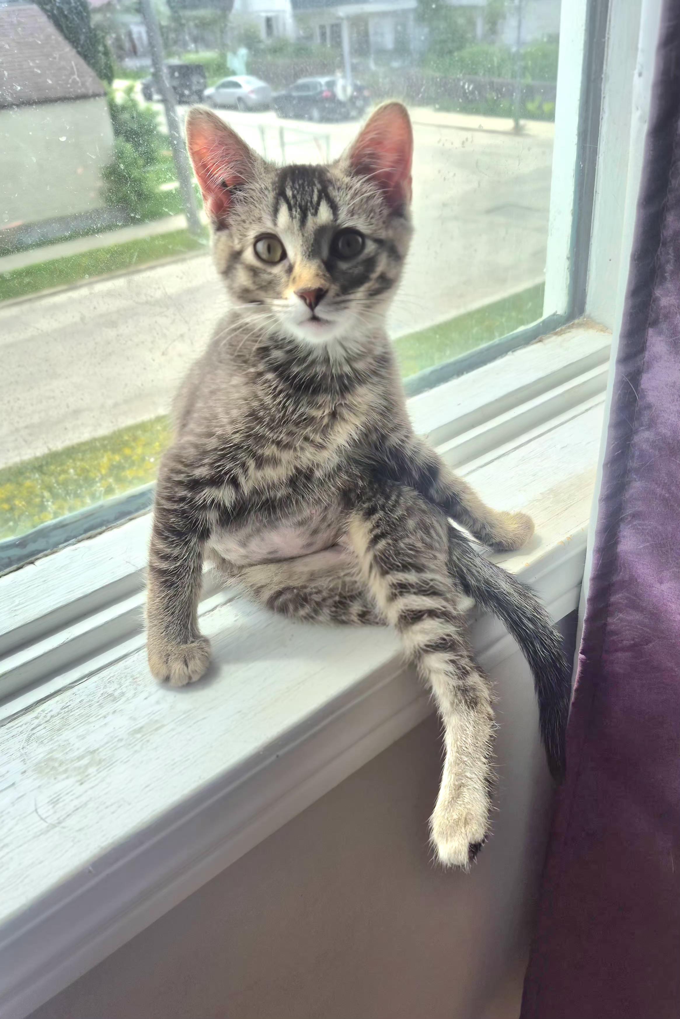Enlarge Poppy, a ADOPTABLE Domestic Short Hair in Winnipeg, MB image 2/6
