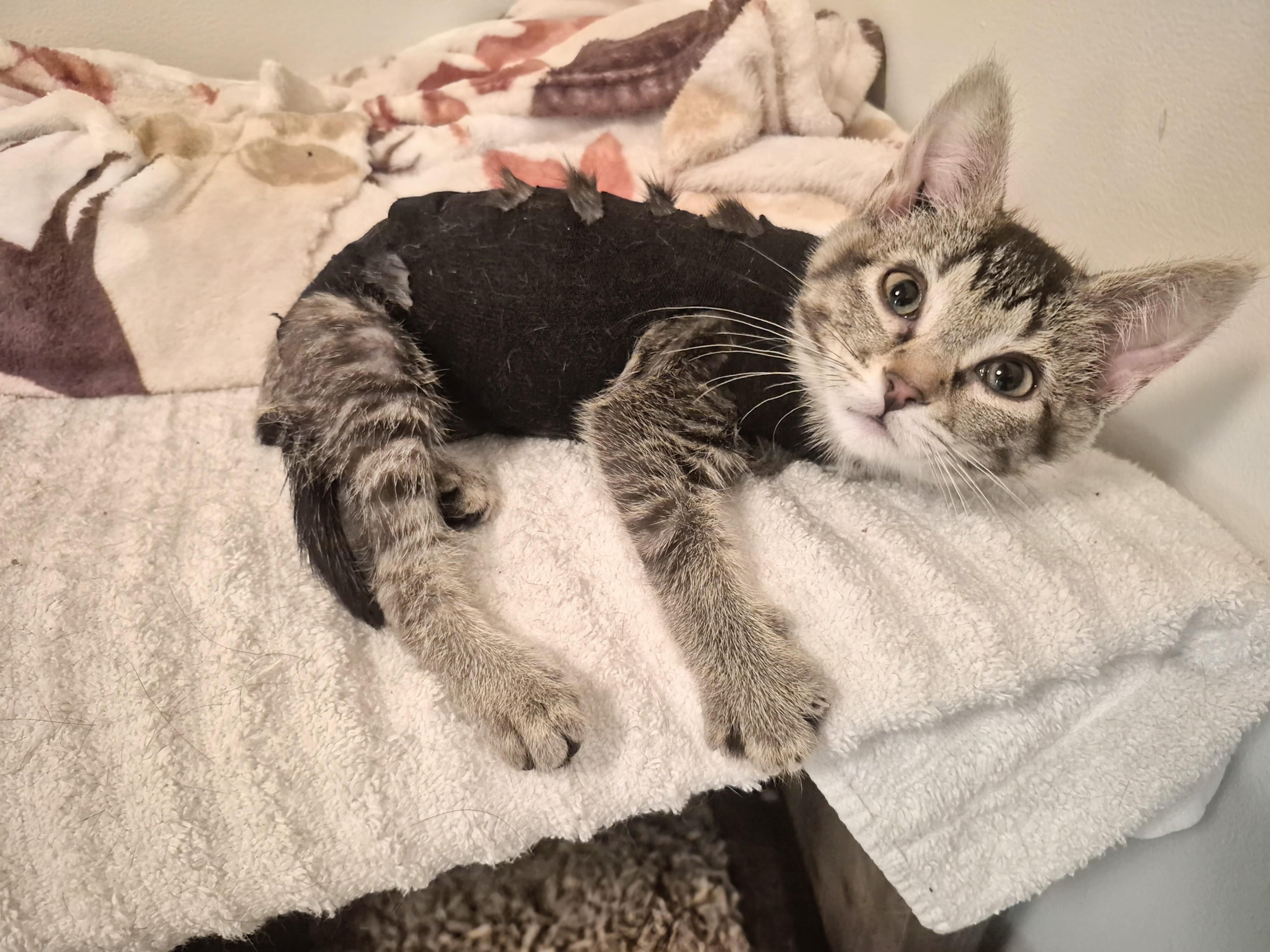 Enlarge Poppy, a ADOPTABLE Domestic Short Hair in Winnipeg, MB image 4/6