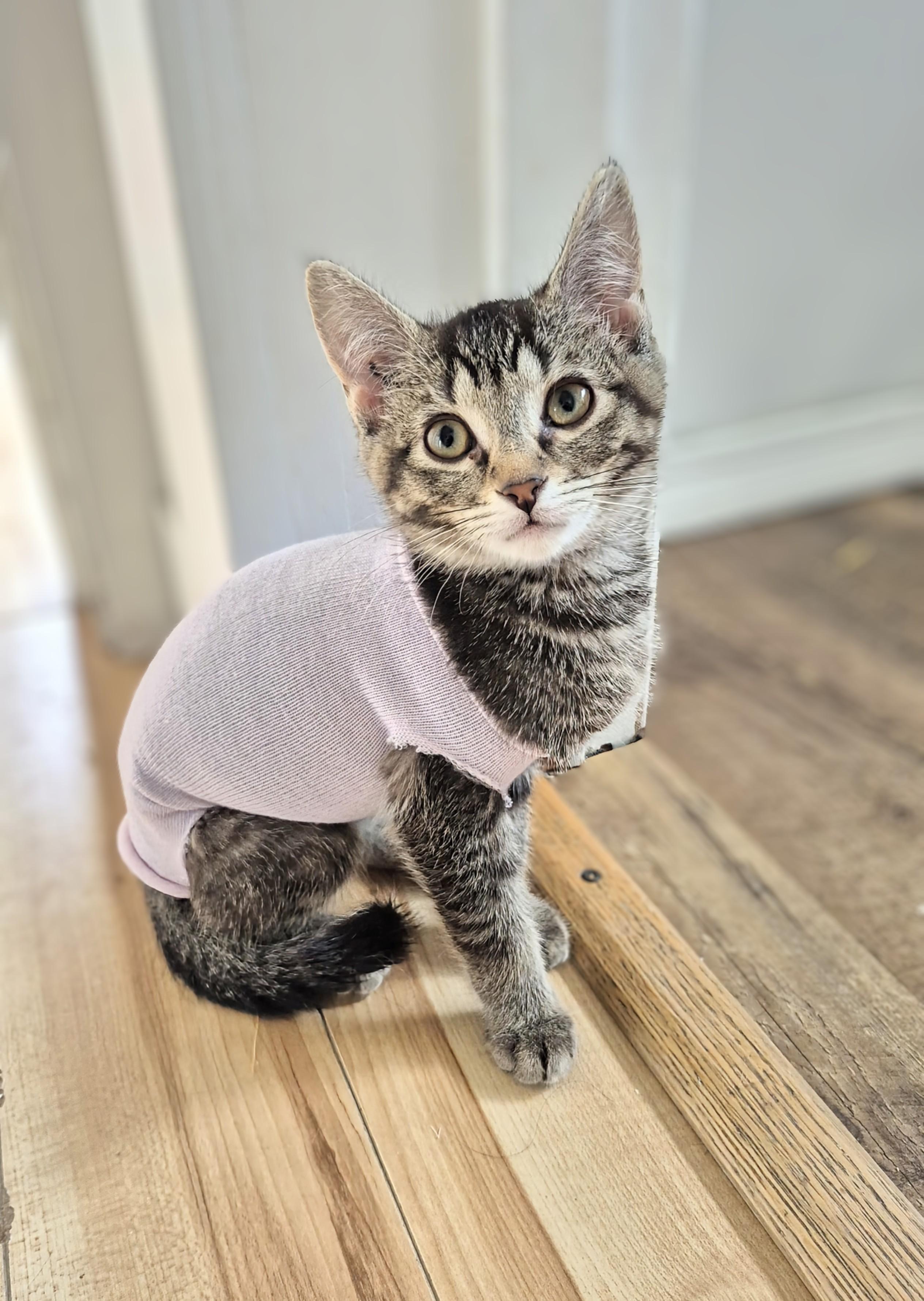 Poppy, ADOPTABLE, Kitten Female Domestic Short Hair.