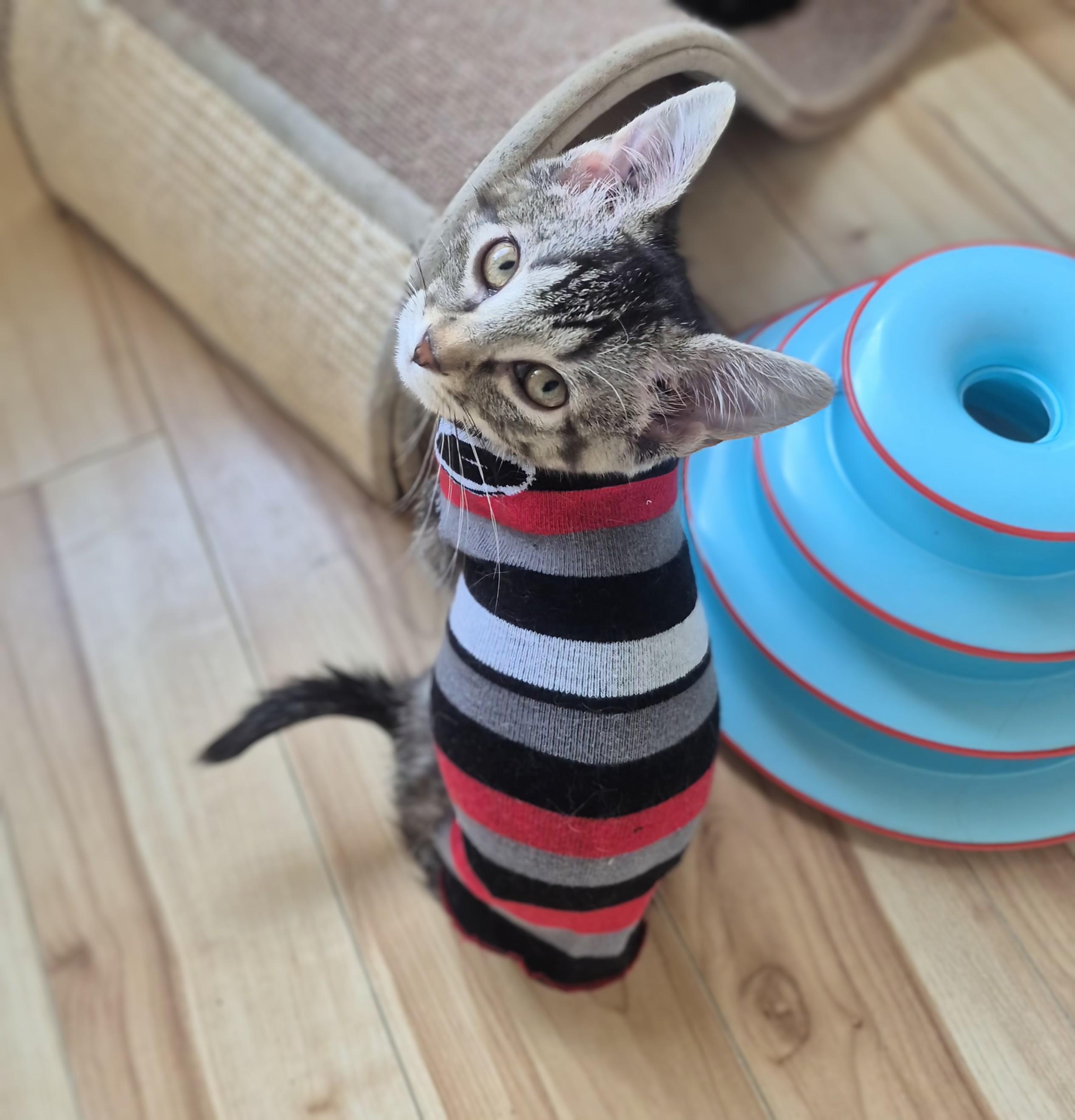 Enlarge Poppy, a ADOPTABLE Domestic Short Hair in Winnipeg, MB image 6/6