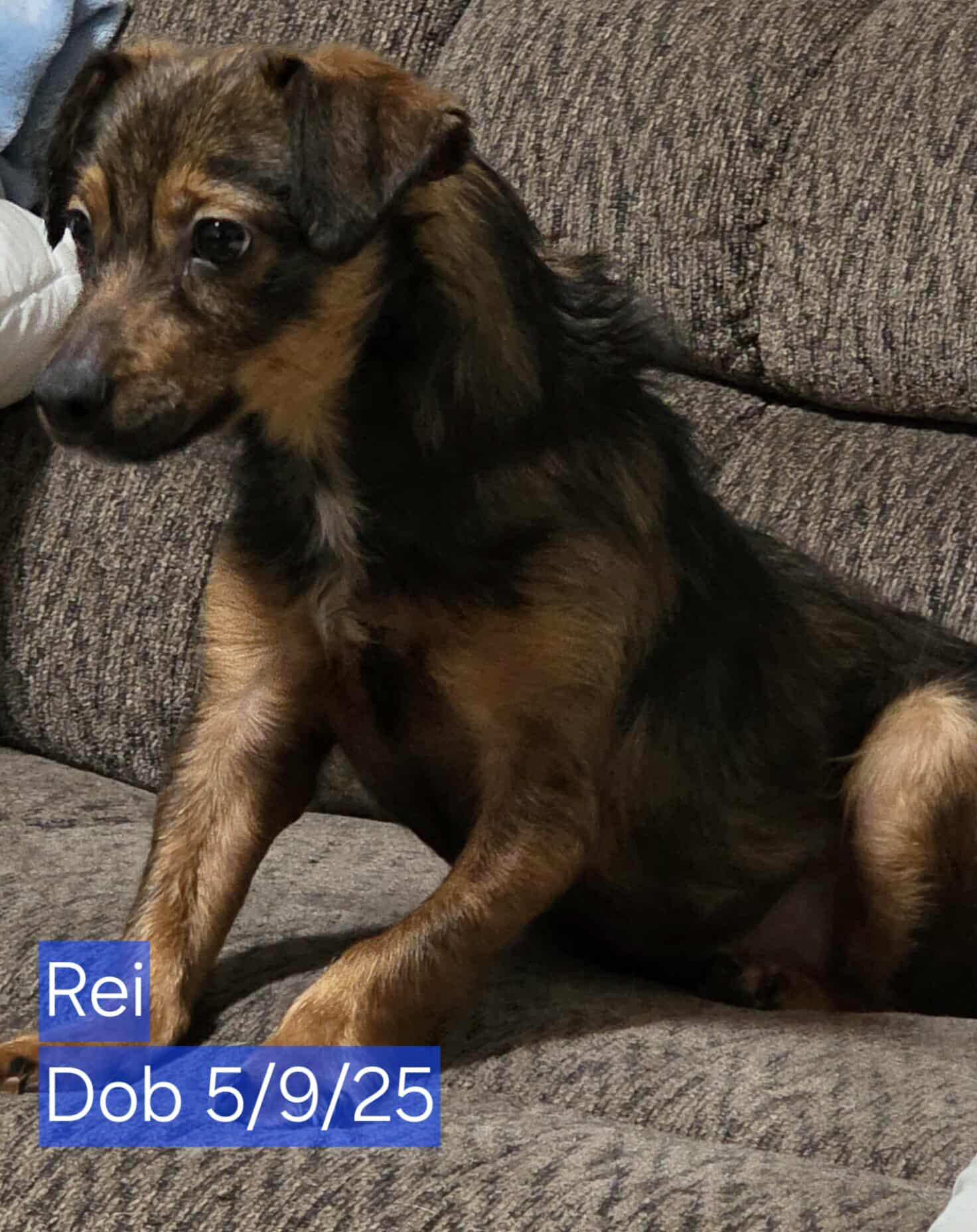 Rei, Adopted, Young Male Chihuahua & Dachshund.