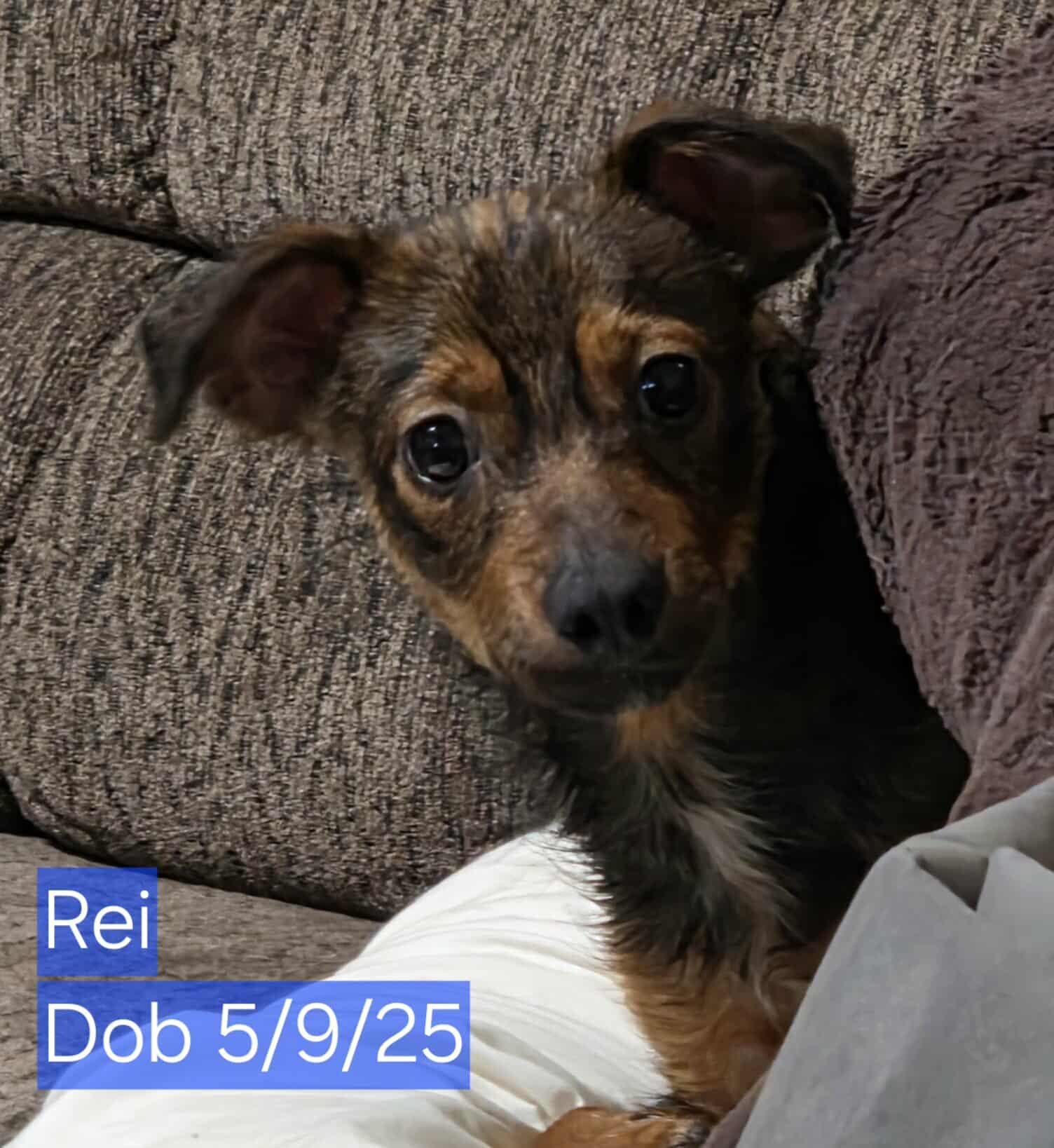 Rei, a Adopted mixed breed in Minneapolis, MN image 2/3
