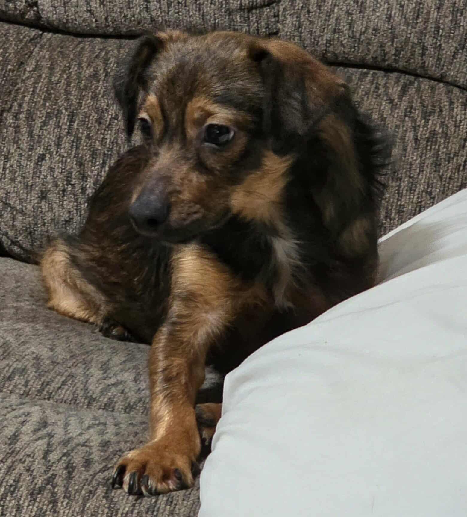 Rei, a Adopted mixed breed in Minneapolis, MN image 3/3