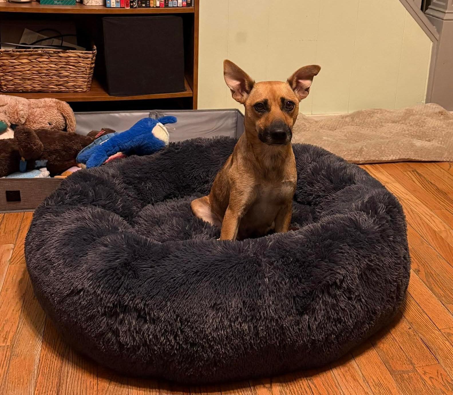 ROSEBUD. tinycauseadopt@gmail.com