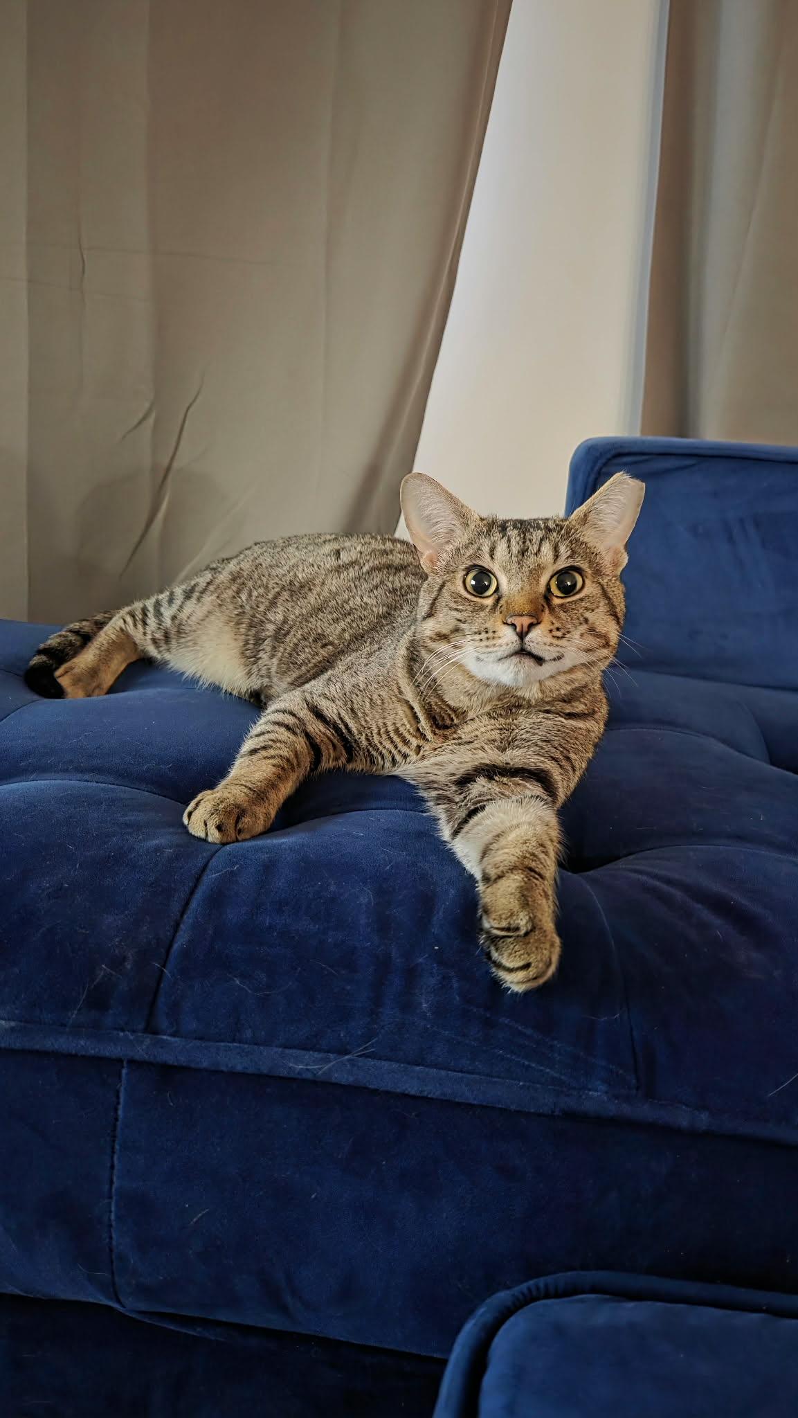 Raider, ADOPTABLE, Young Male Domestic Short Hair.