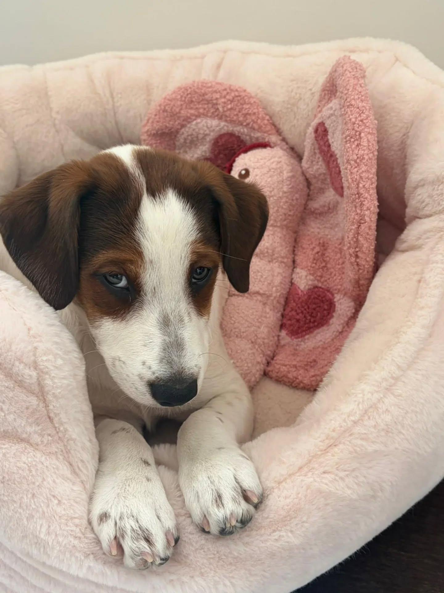 Enlarge Chickdee, a ADOPTABLE Mixed Breed in Kitchener, ON image 1/6