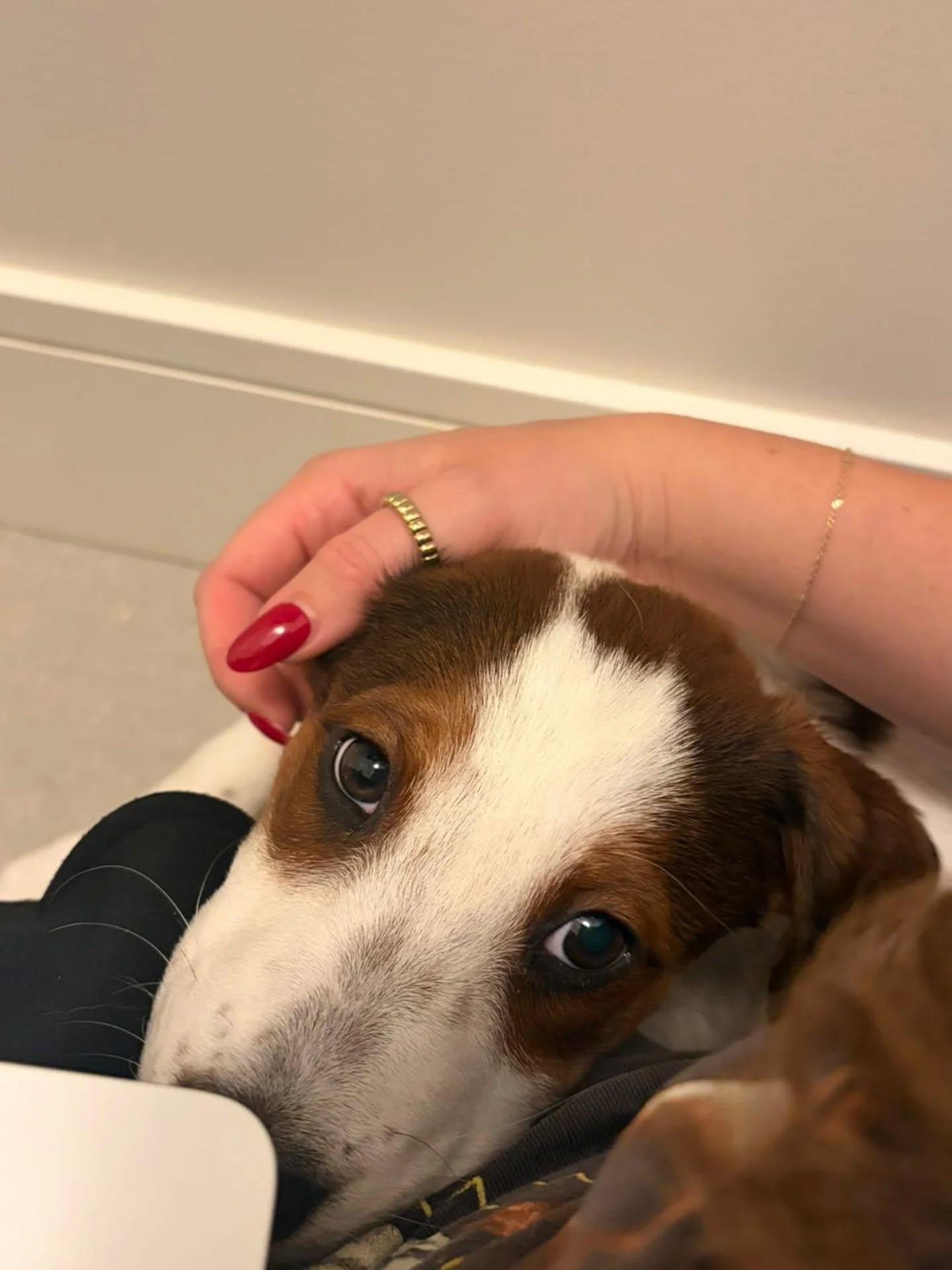 Enlarge Chickdee, a ADOPTABLE Mixed Breed in Kitchener, ON image 6/6