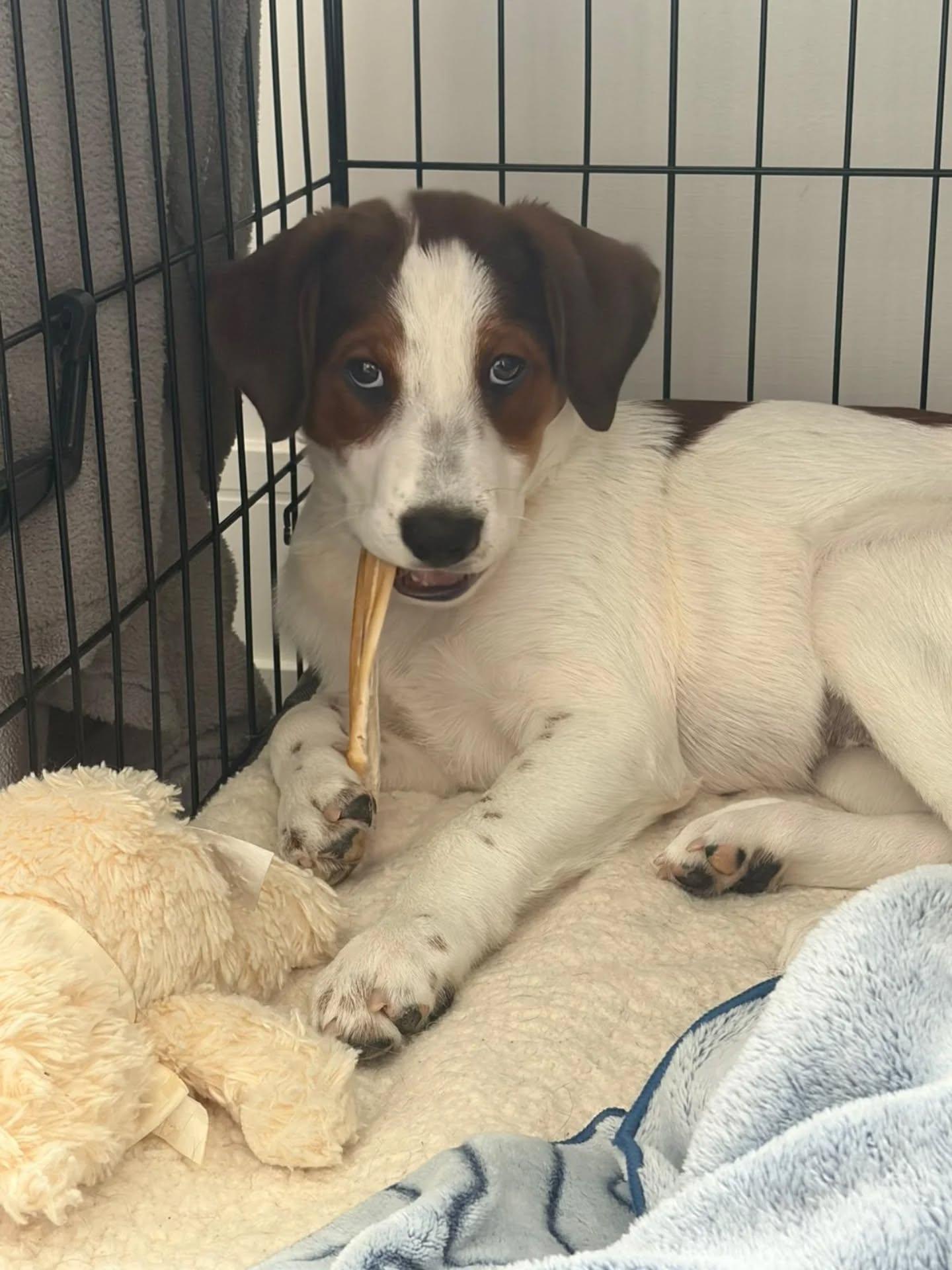 Enlarge Chickdee, a ADOPTABLE Mixed Breed in Kitchener, ON image 2/6