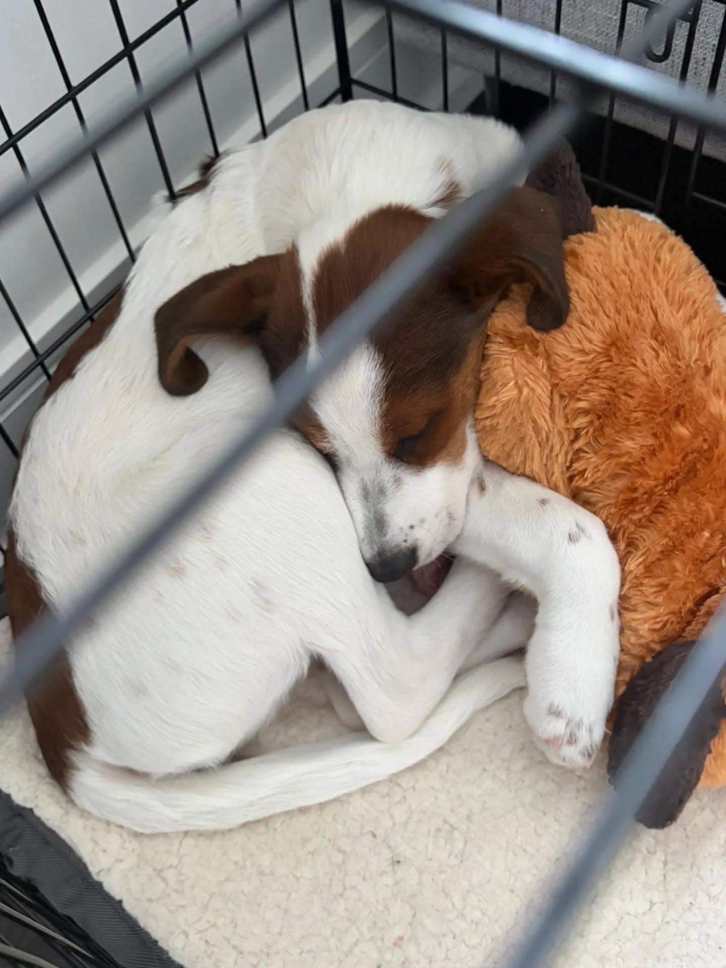 Enlarge Chickdee, a ADOPTABLE Mixed Breed in Kitchener, ON image 4/6