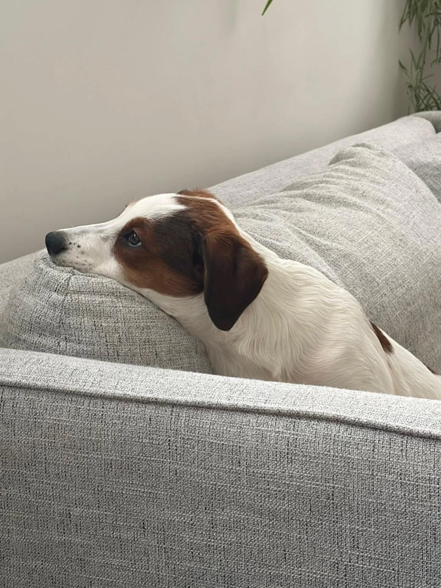 Enlarge Chickdee, a ADOPTABLE Mixed Breed in Kitchener, ON image 3/6