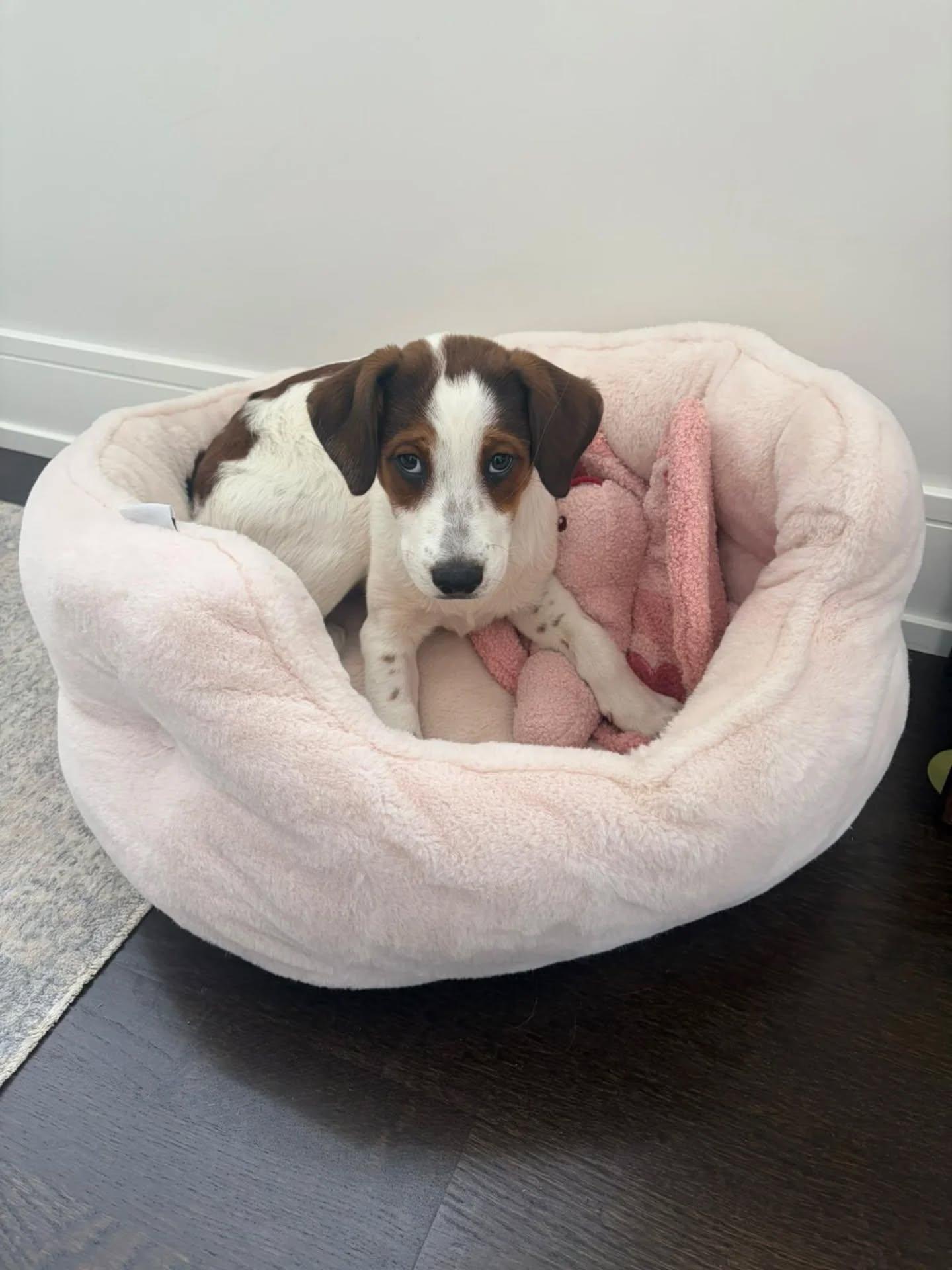 Enlarge Chickdee, a ADOPTABLE Mixed Breed in Kitchener, ON image 5/6