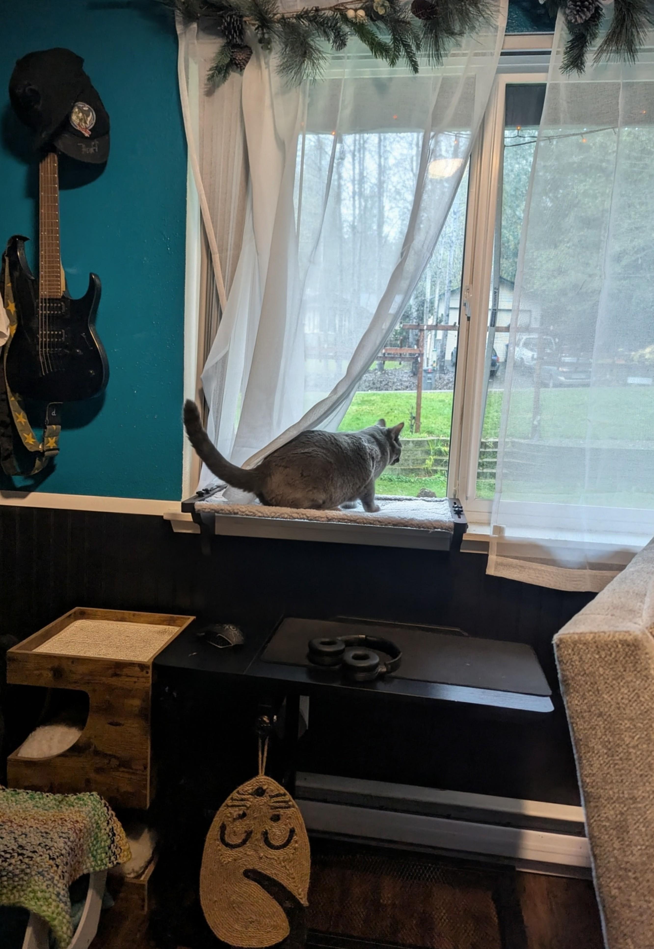 Enlarge Welch, a Adoptable Domestic Short Hair in Shelton, WA image 3/6