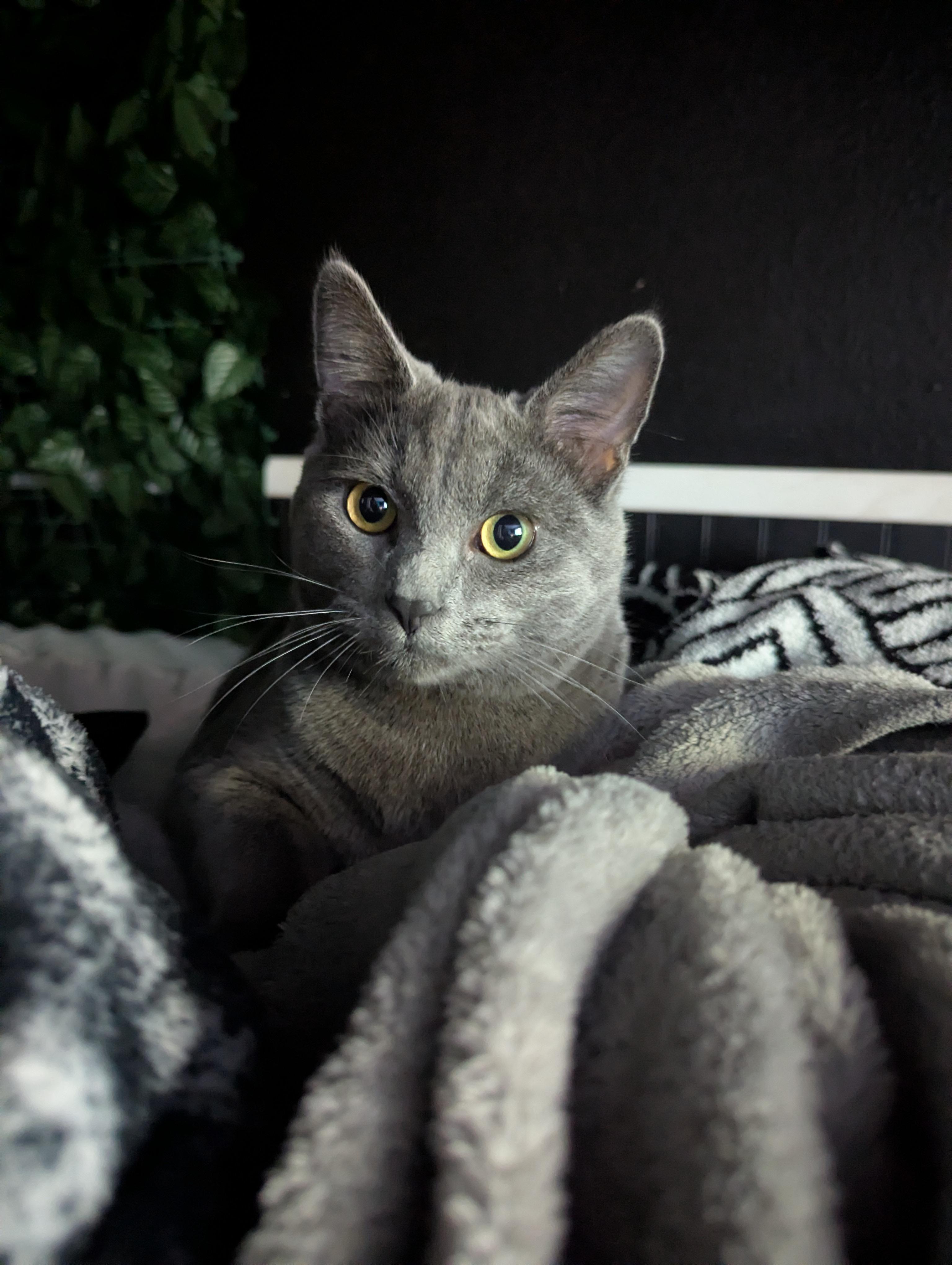 Enlarge Welch, a Adoptable Domestic Short Hair in Shelton, WA image 1/6